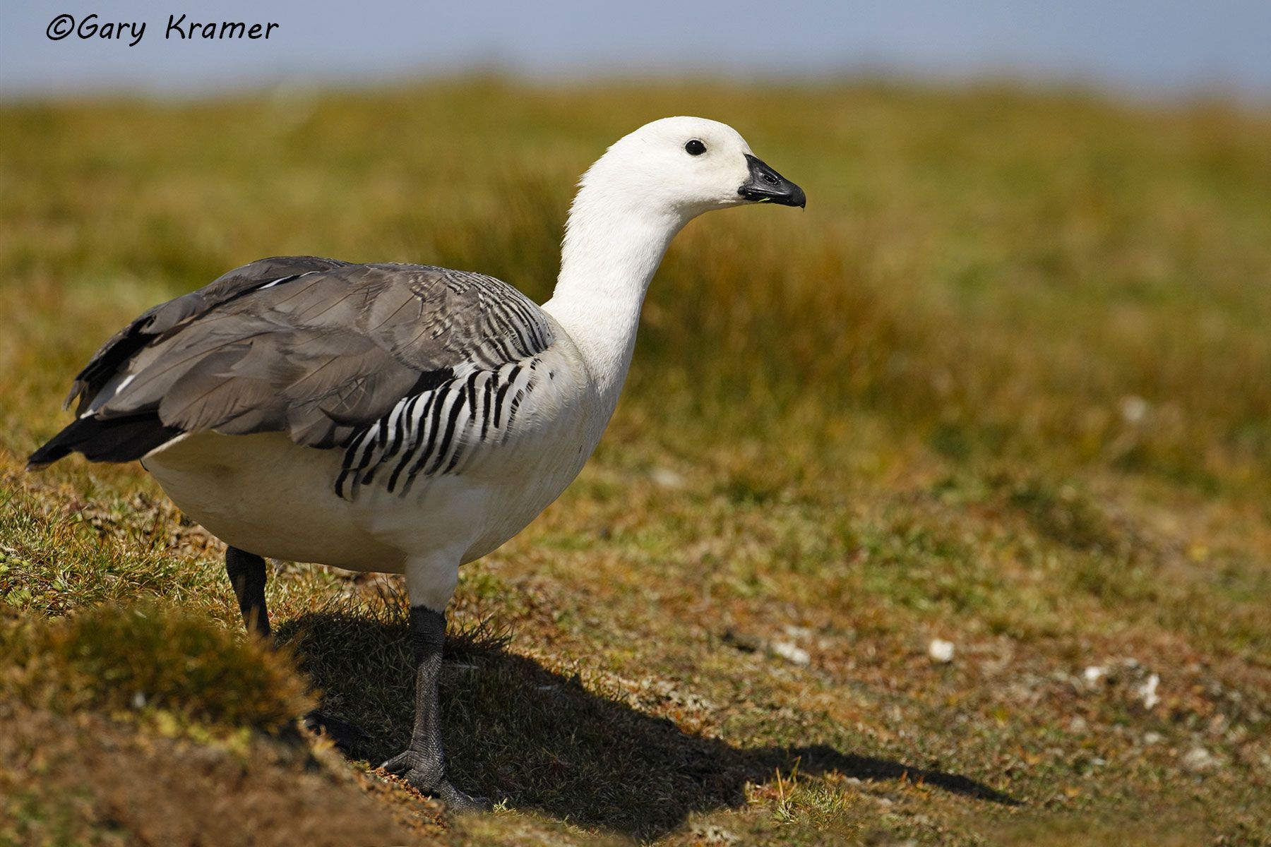 Upland (Magellan)Goose (Chloephaga picta) Argentina - SBWG#092d