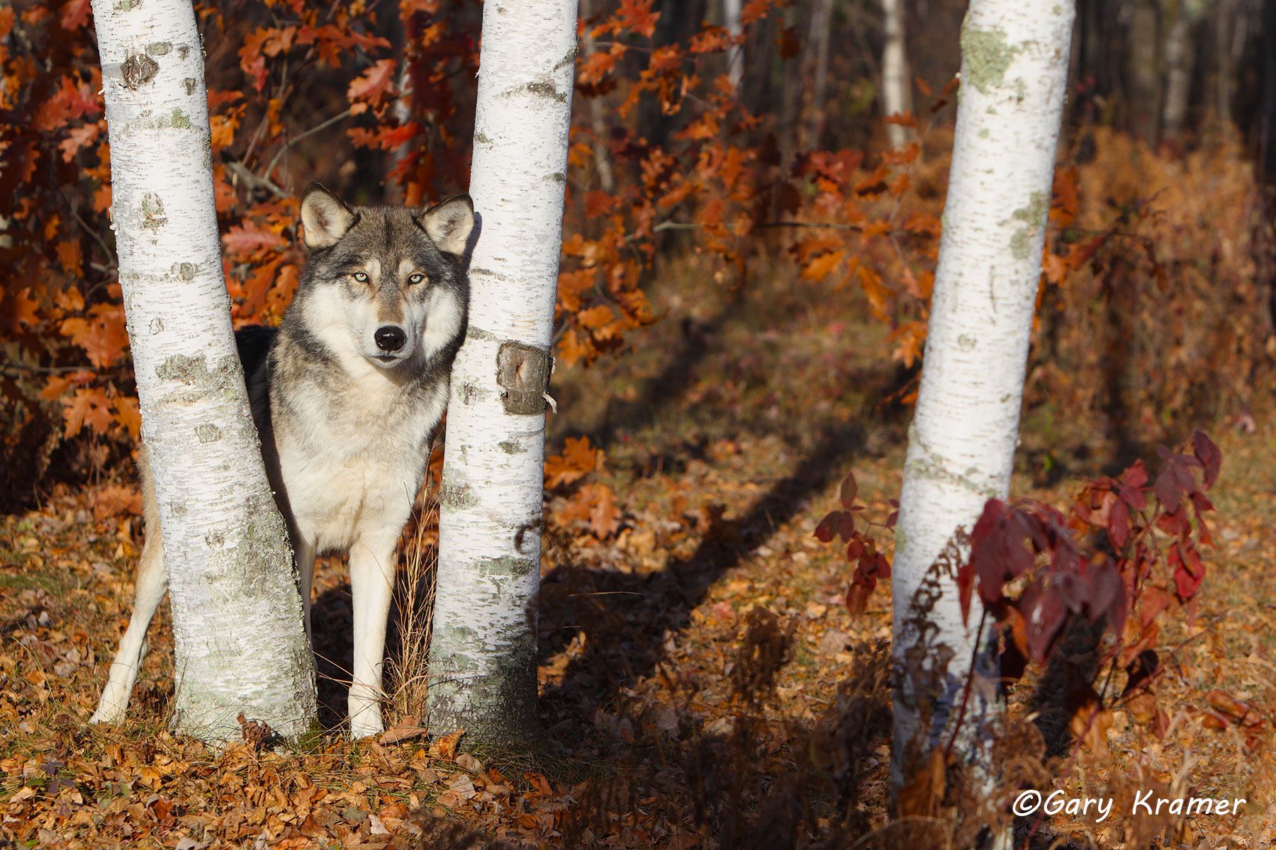 Gray Wolf (Canis lupus) - NMWg#1316d