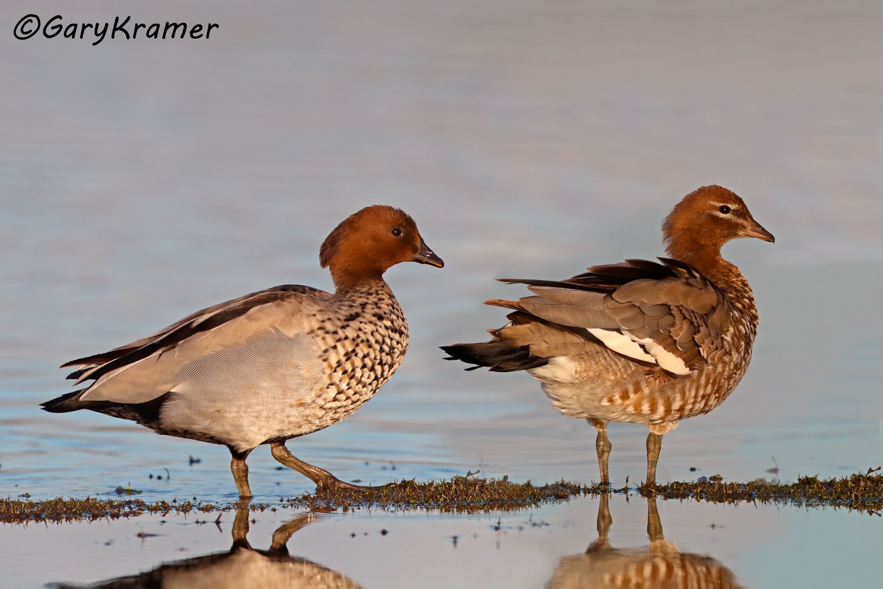 Austraian Wood Duck  (Chenonetta jubata)  Austraian Wood Duck (Chenonetta jubata)  - OBWWd#156d(2)