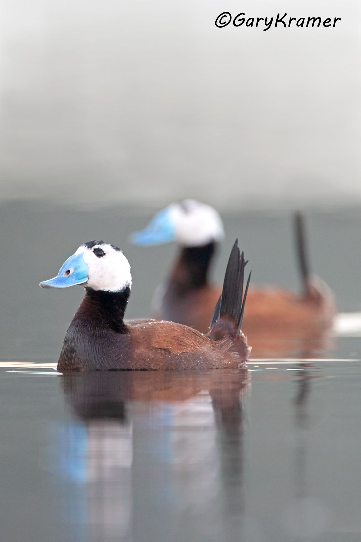 White-headed Duck (Oxyura leucocephala)  White-headed Duck (Oxyura leucocephala) - EBWWh#271d(2)