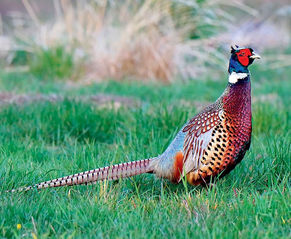 1r2_ring_necked_pheasant__page_1ax.jpg