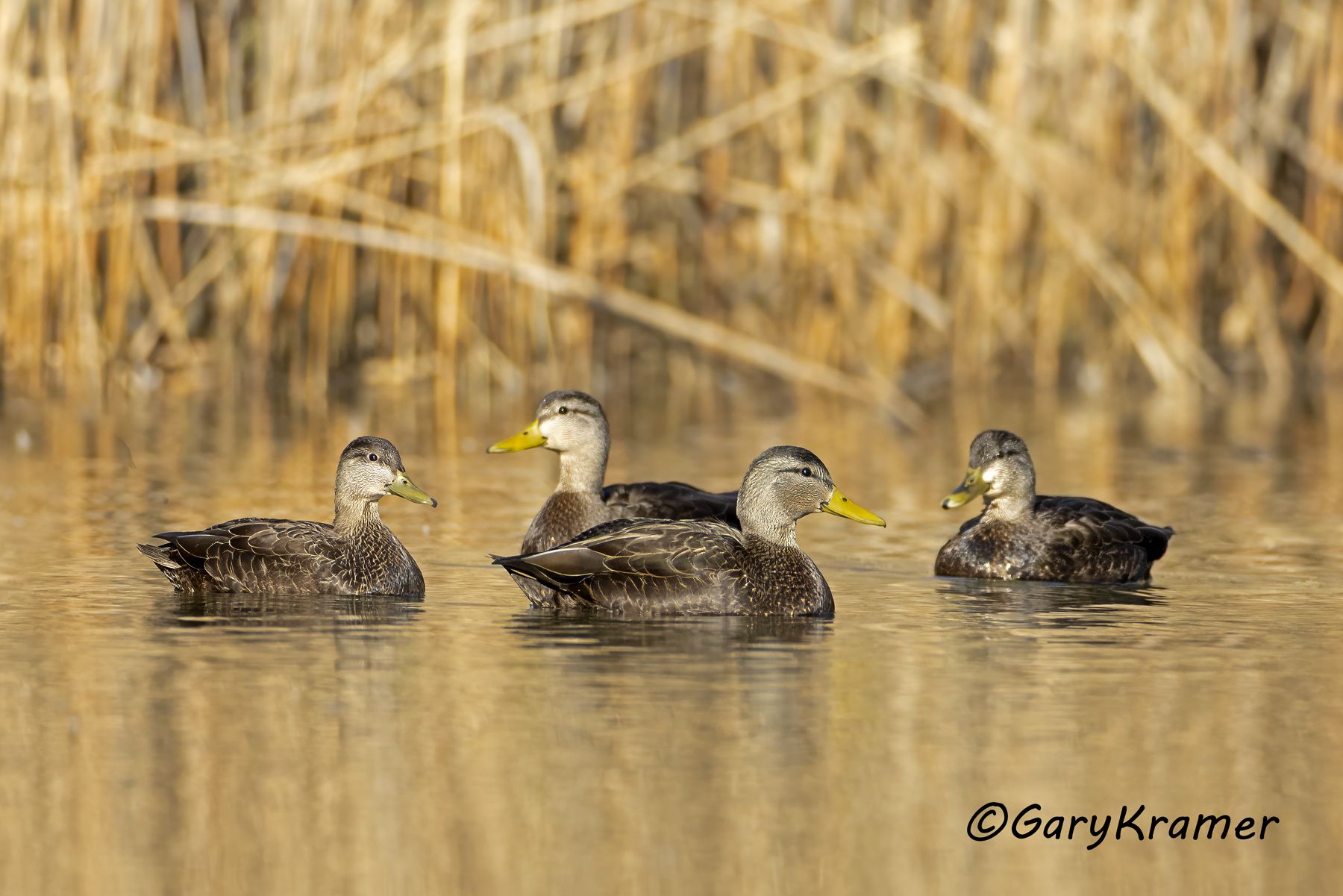 American Black Duck (Anas rubripes) American Black Duck (Anas rubripes) - NBWBd#1392d