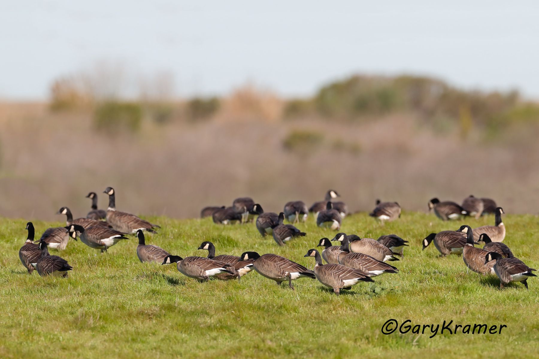 Aleutian Cackling Goose (Anser hutchinsii leucopareia) - NBWCa#288d(2)