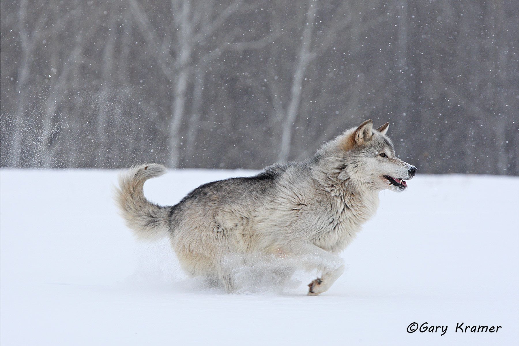 Gray Wolf (Canis lupus) - NMWg#838d