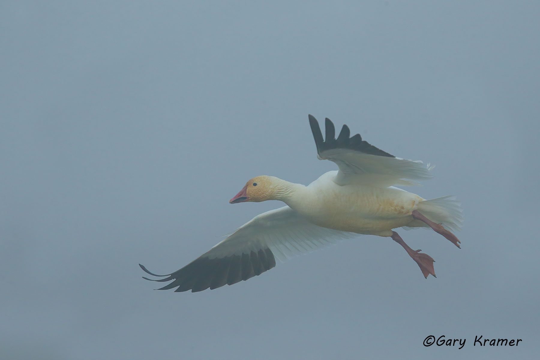 Lesser Snow Goose (Anser caerulescens) - NBWSg#1937d