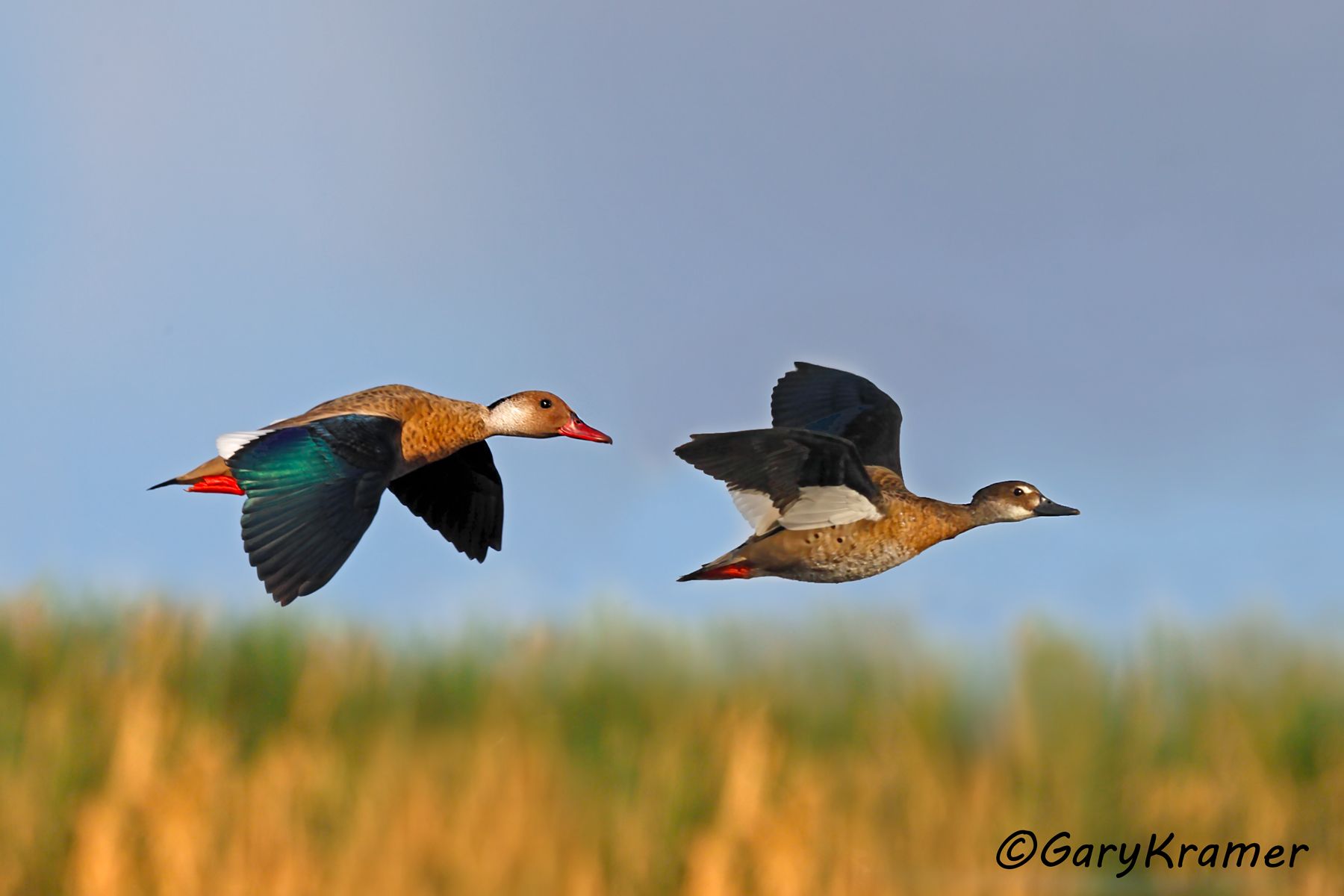 Brazilian Teal (Amazonetta brasiliensis) -SBWB#025d(2) (Uruguay)
