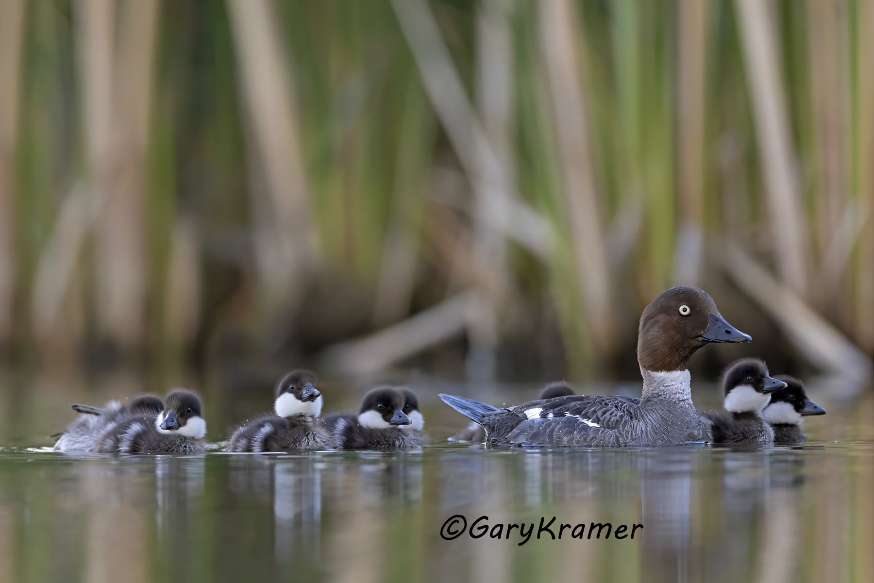 Common Goldeneye (Bucephala clangula) Common Goldeneye (Bucephala clangula) - NBWGc#833d