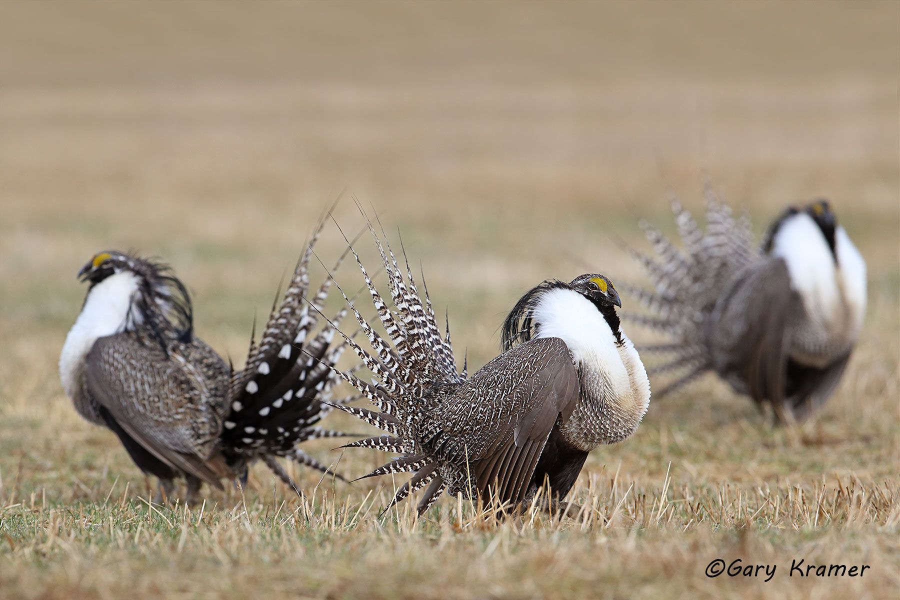 Gunnison Sage Grouse (Centrocerus minimus) Gunnison Sage Grouse (Centrocerus minimus) - NBGGa#919d