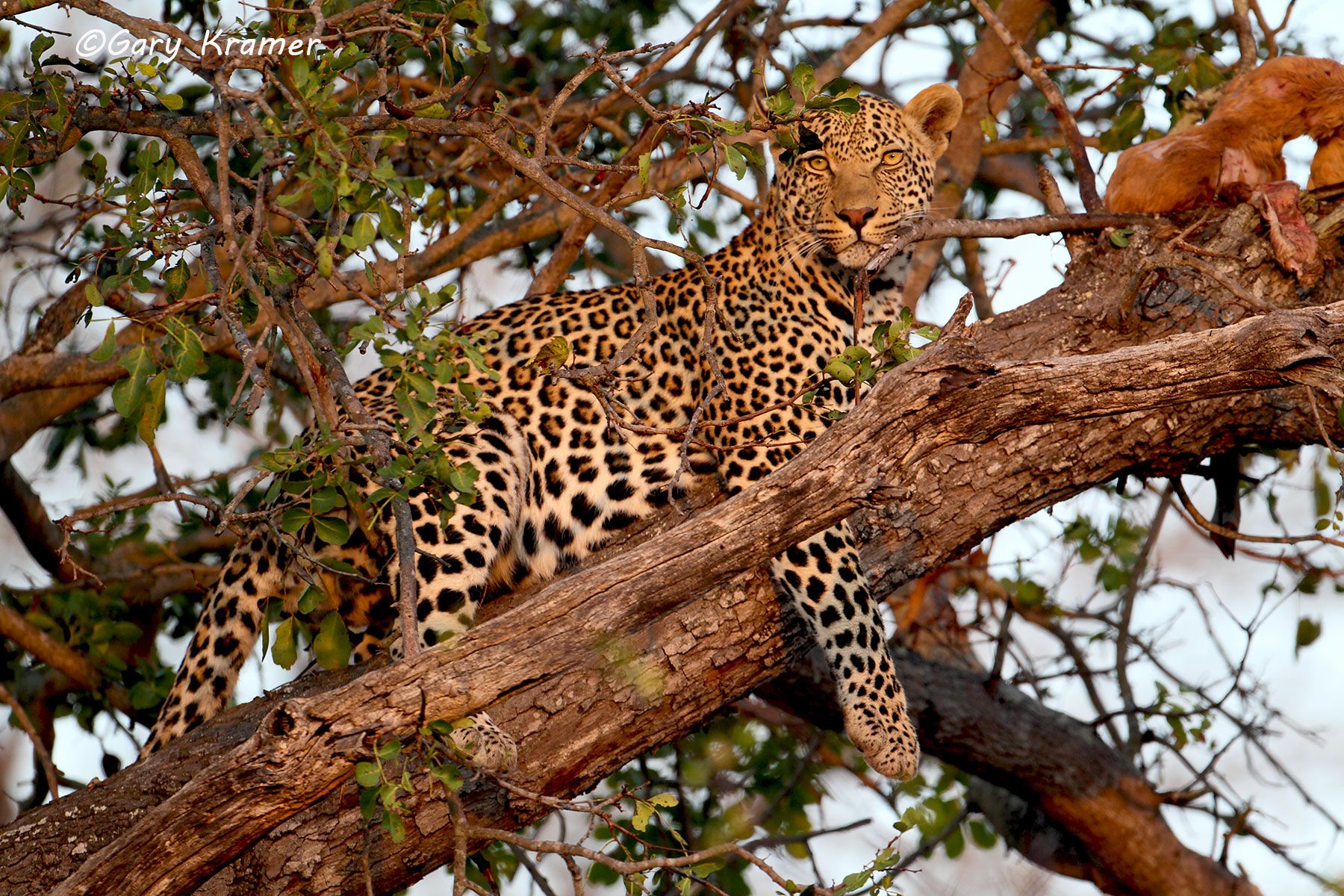 Leopard (Panthera pardus) Leopard (Panthera pardus) - AMPL#211d
