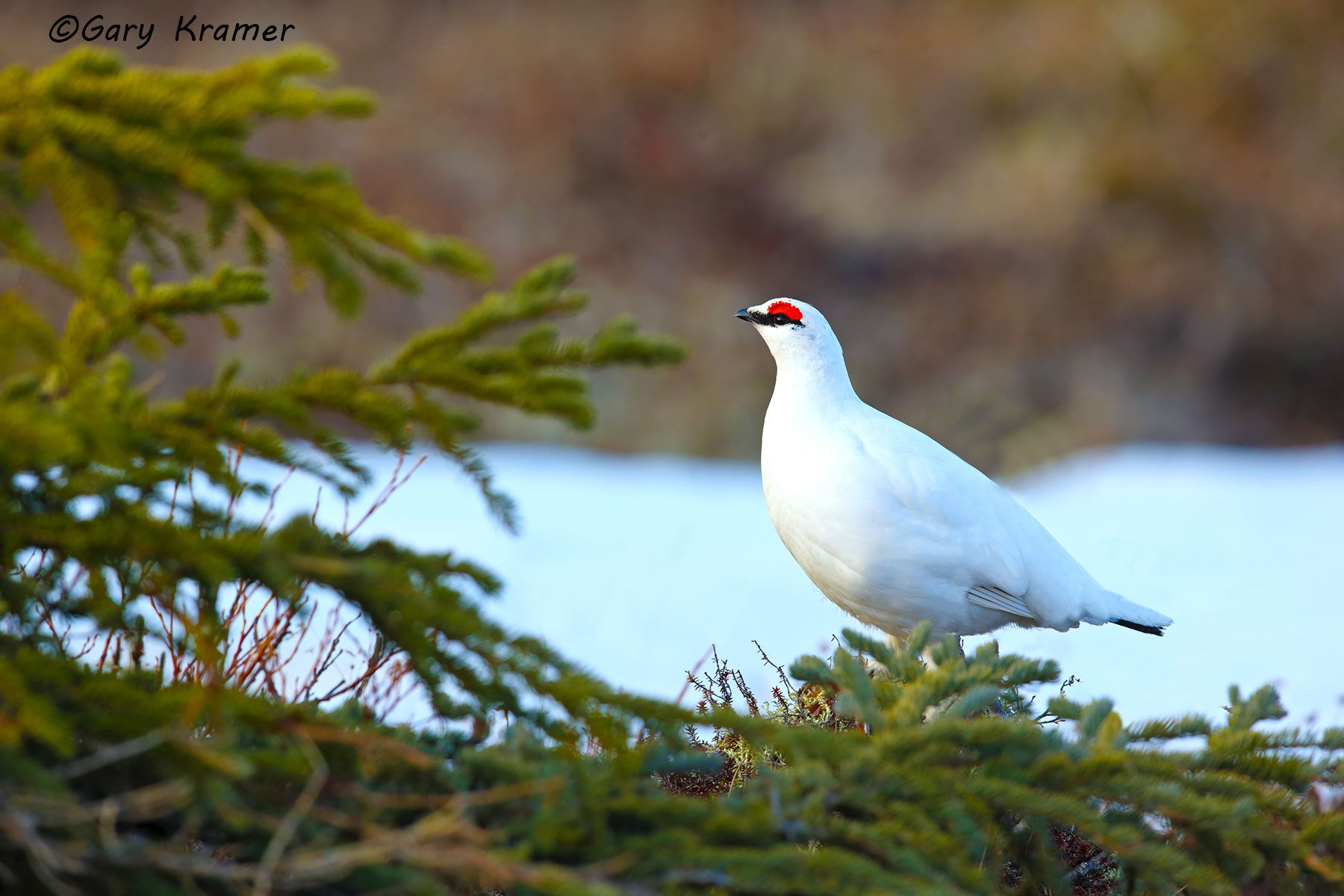 Rock Ptarmingan (spring) (Lagopus mutus) - NBGPrs#105d