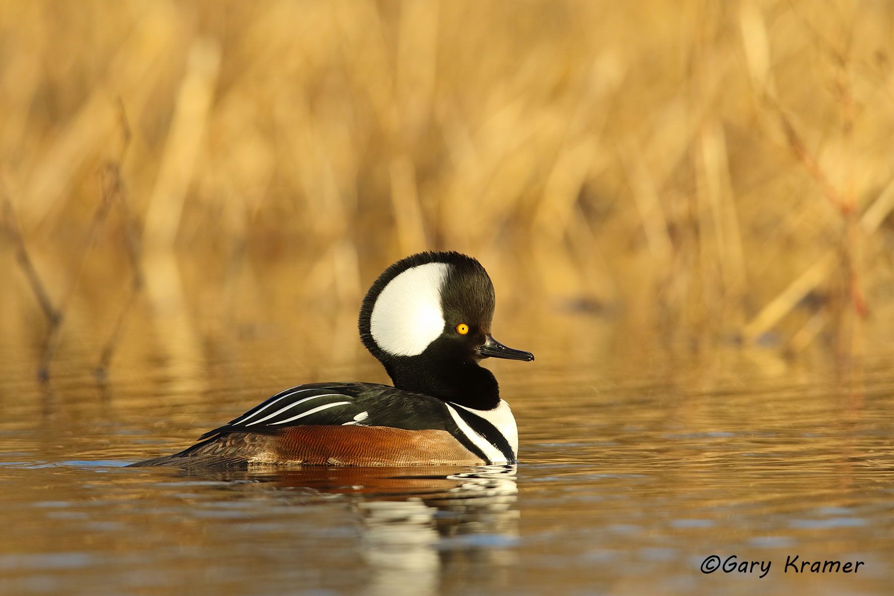 Hooded Merganser (Lophodytes cucullatus) Hooded Merganser (Lophodytes cucullatus) - NBWMh#129d