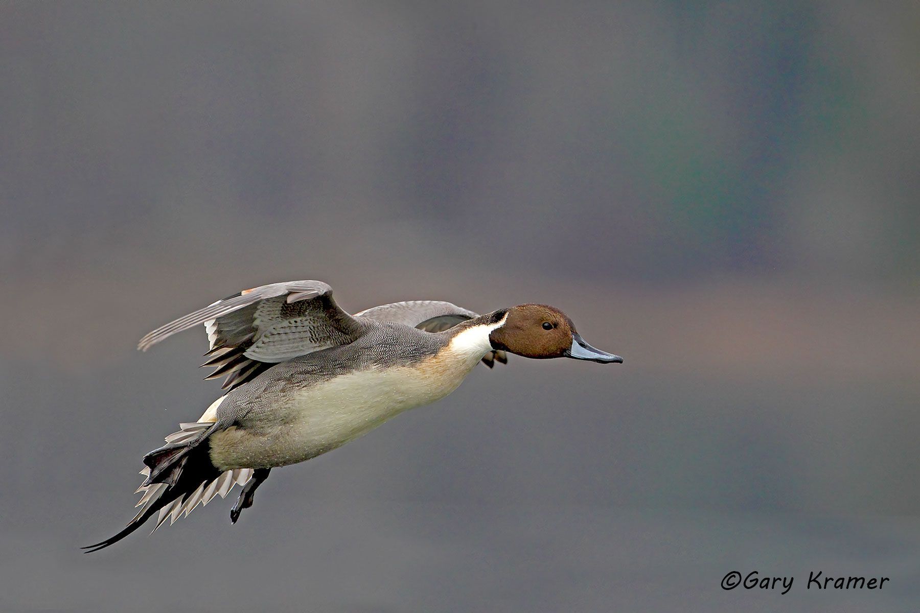Northern Pintail (Anas acuta)  - NBWP#3865d
