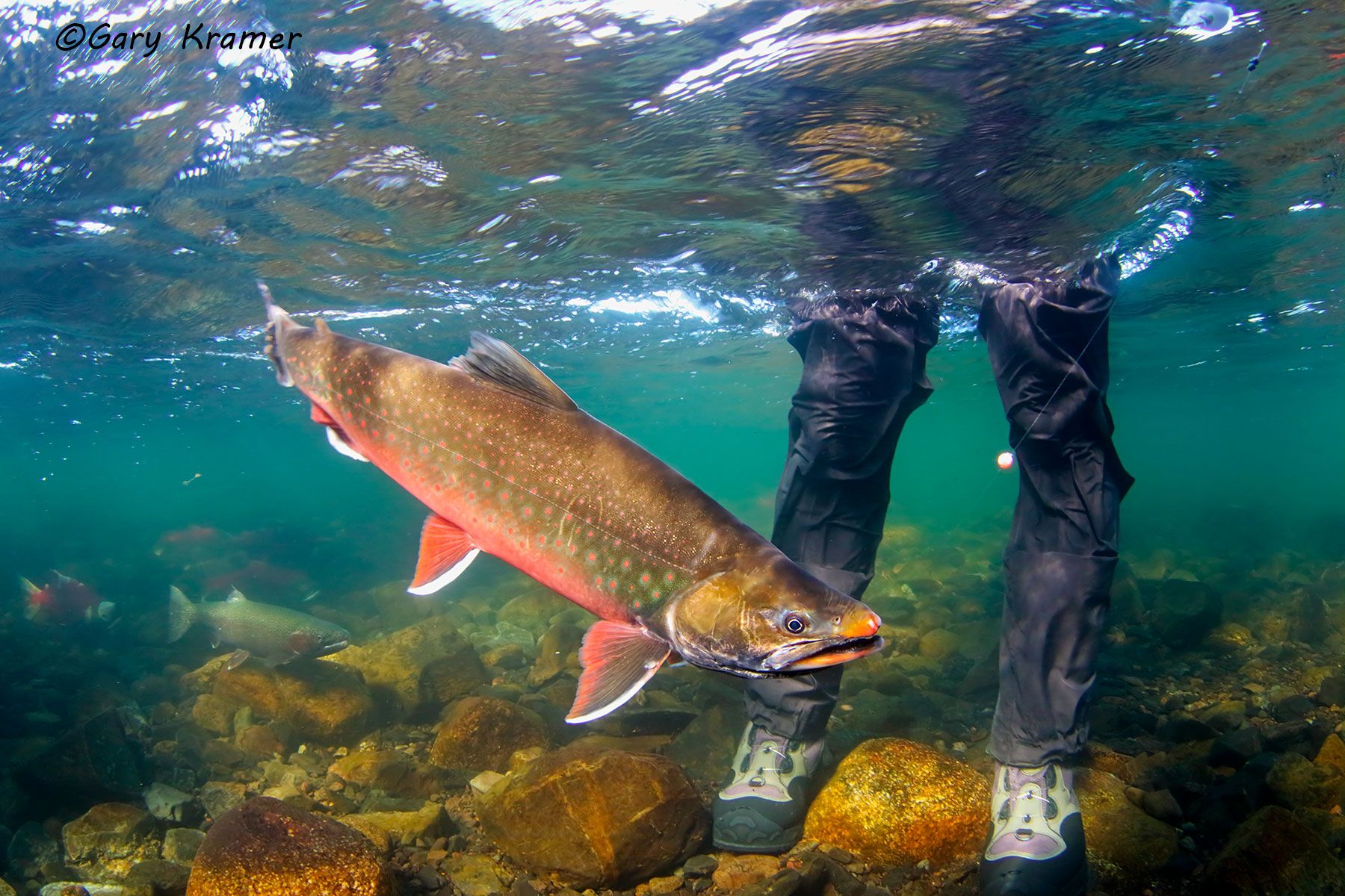 Dolly Varden (Salvelinus malma) - NFADv#002d