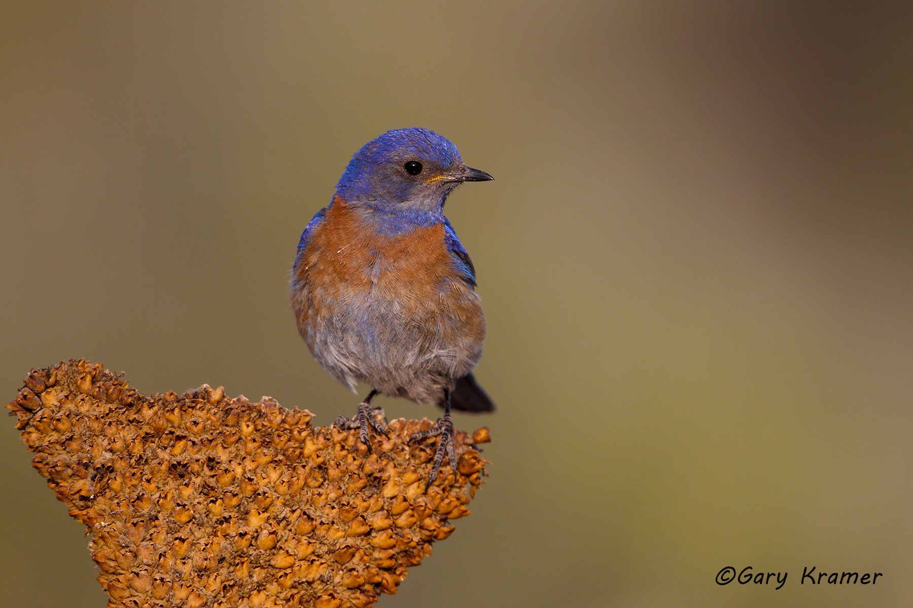 Western Bluebird (Sialia mexicana) Western Bluebird (Sialia mexicana) - NBTLw#051d