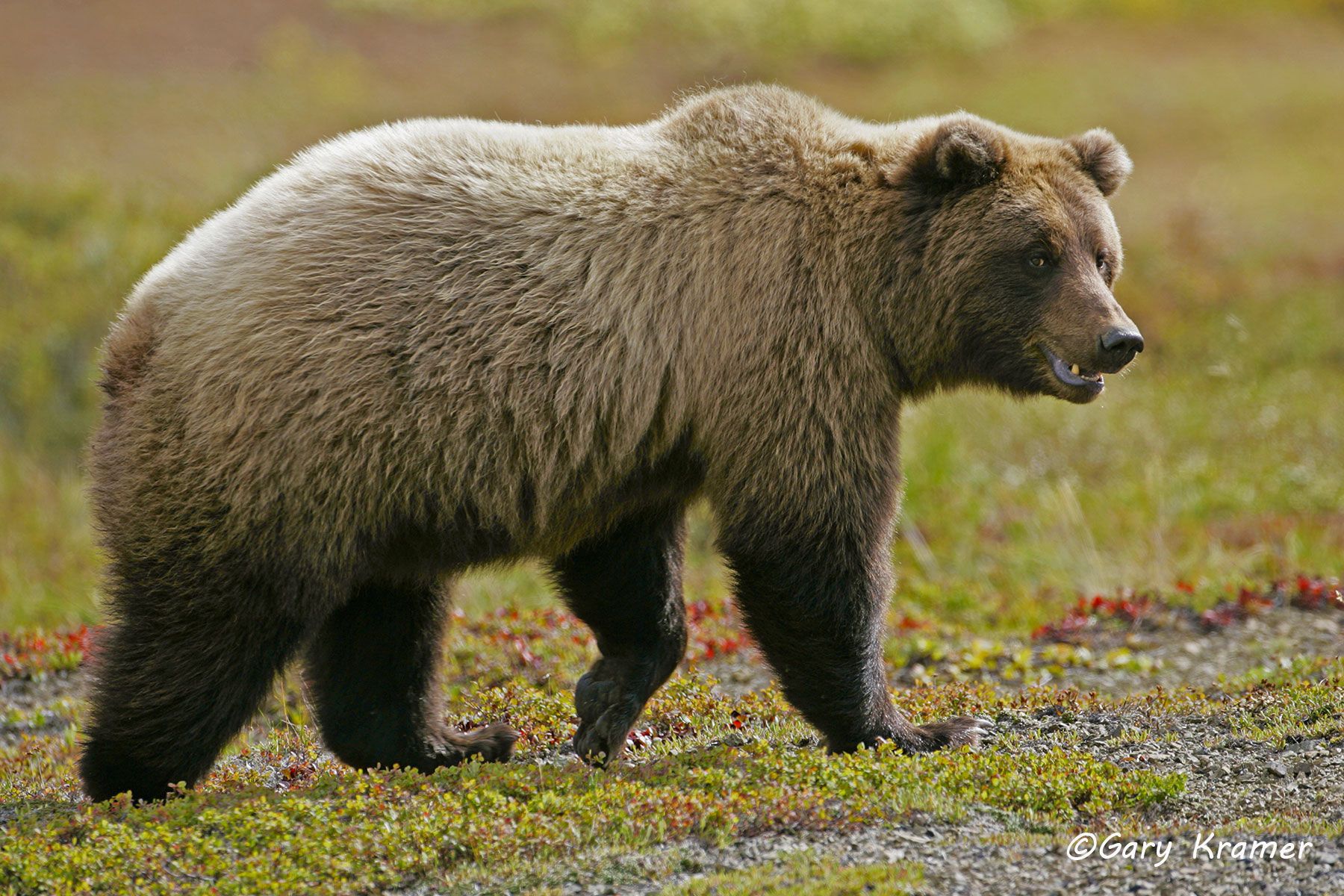Grizzly Bear (Ursus horribilis) Montana, USA by GaryKramer.net, 530-934-3873, gkramer@cwo.com Grizzly Bear (Ursus horribilis) - NMBG#067d