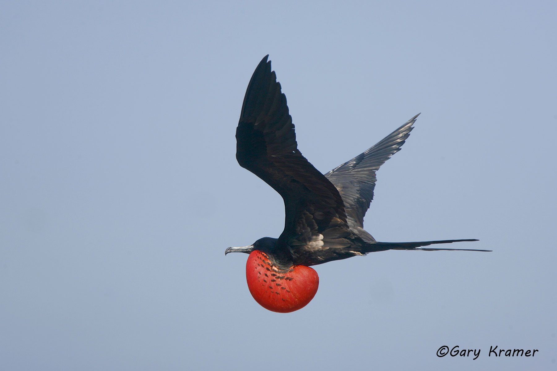 Great Frigatebird (Fregata minor) - NBFg#130d.jpg