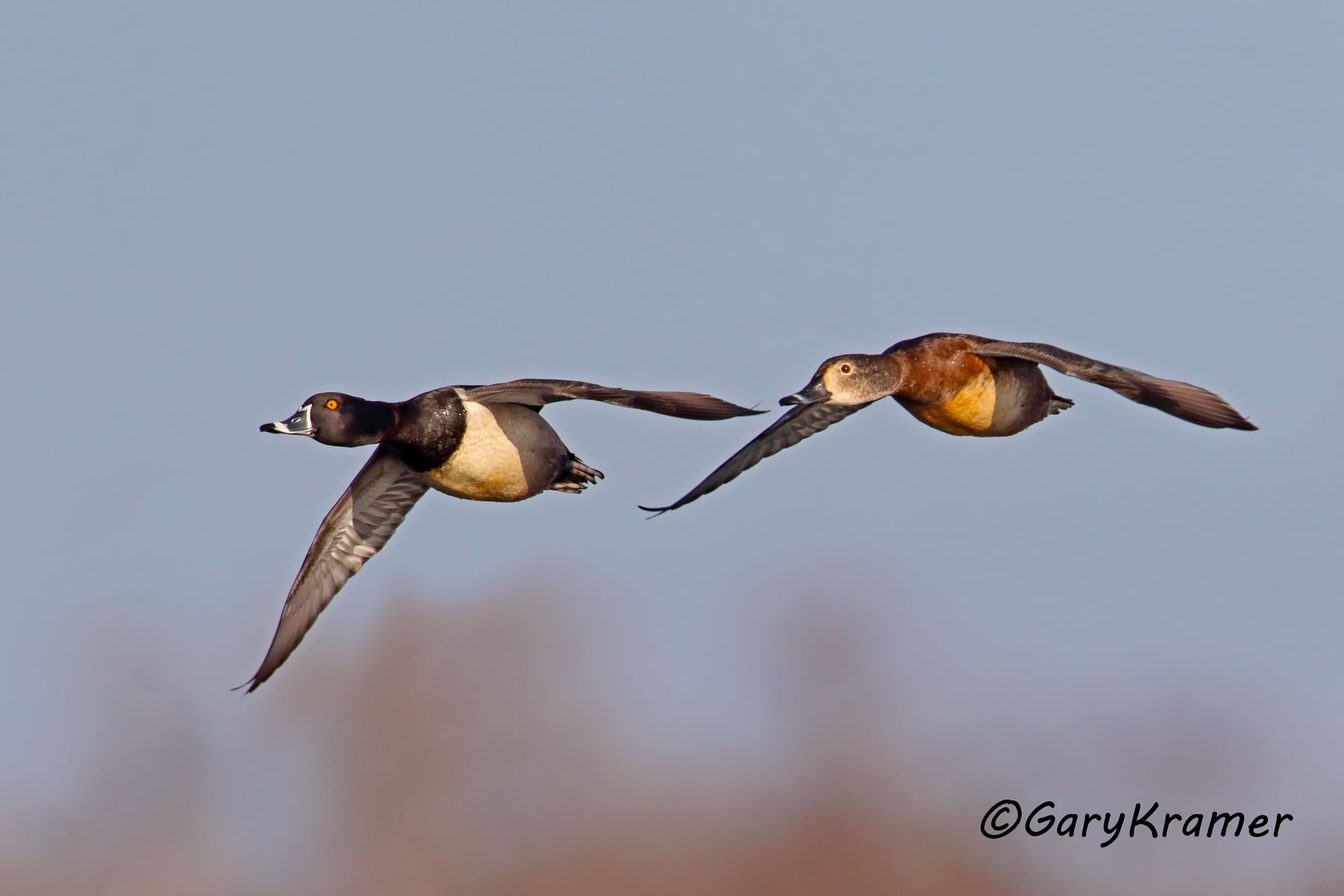 Ring-necked Duck (Aythya collaris) Ring-necked Duck (Aythya collaris) - NBWRn#708d