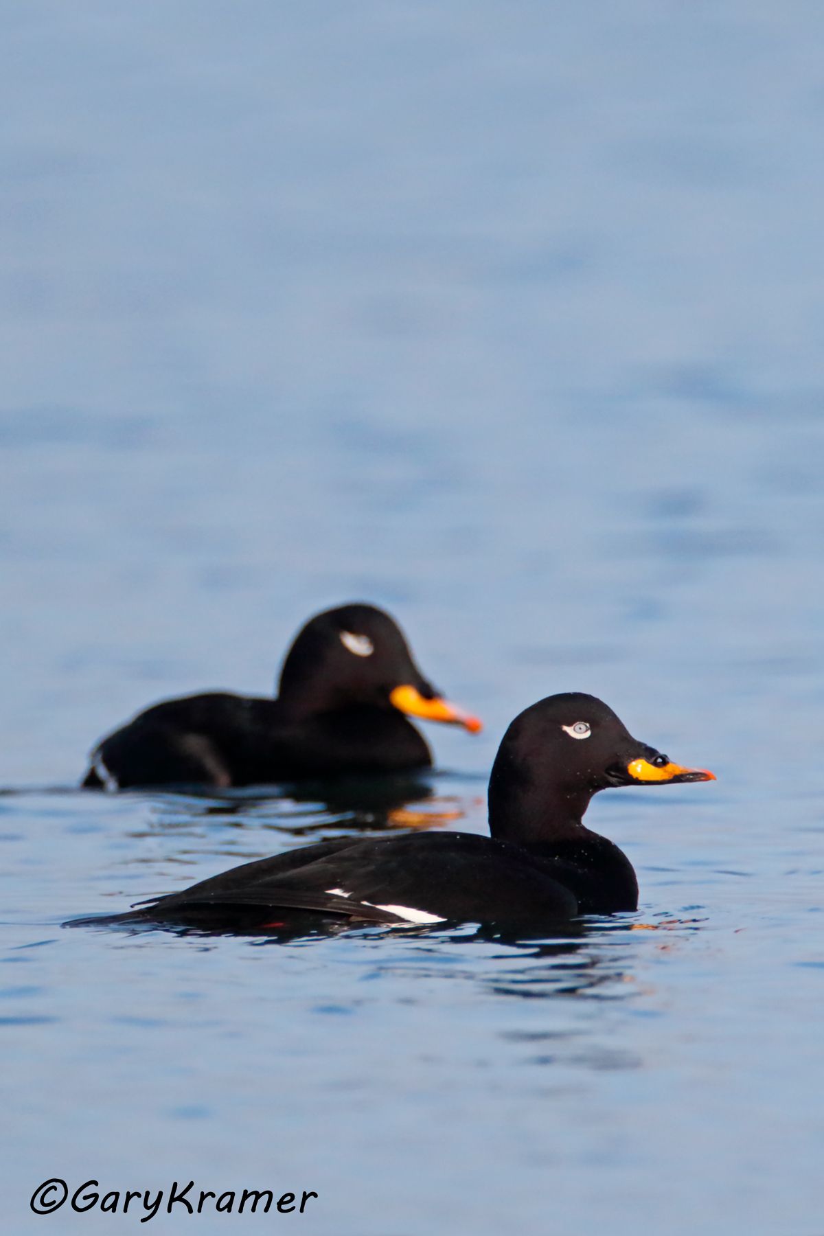 Velvet Scoter (Melanitta fusca)  Velvet Scoter (Melanitta fusca) - EBWSv#110d(2)