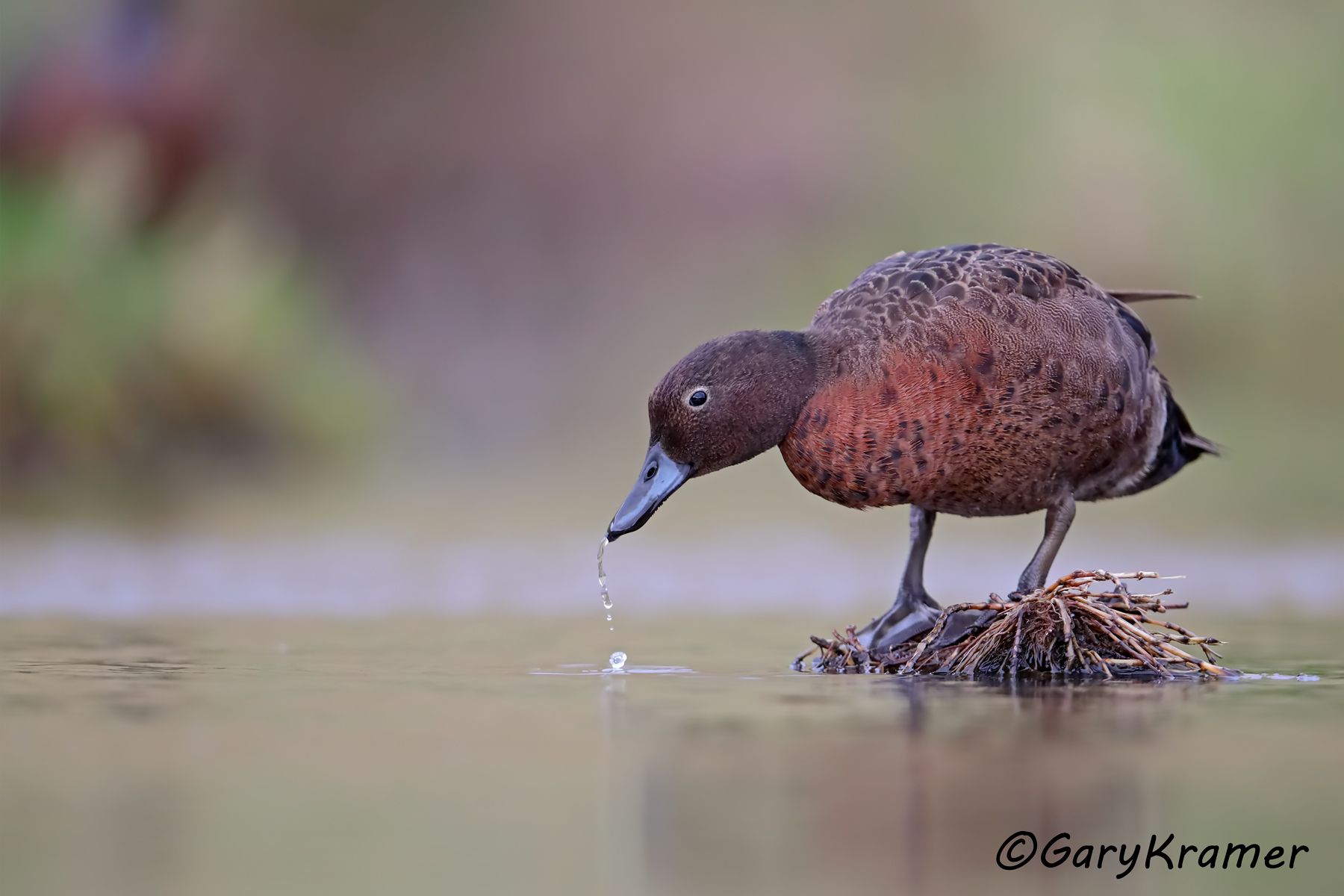 Brown Teal (Anas chlorotis) Brown Teal (Anas chlorotis) - OBWTb#431d