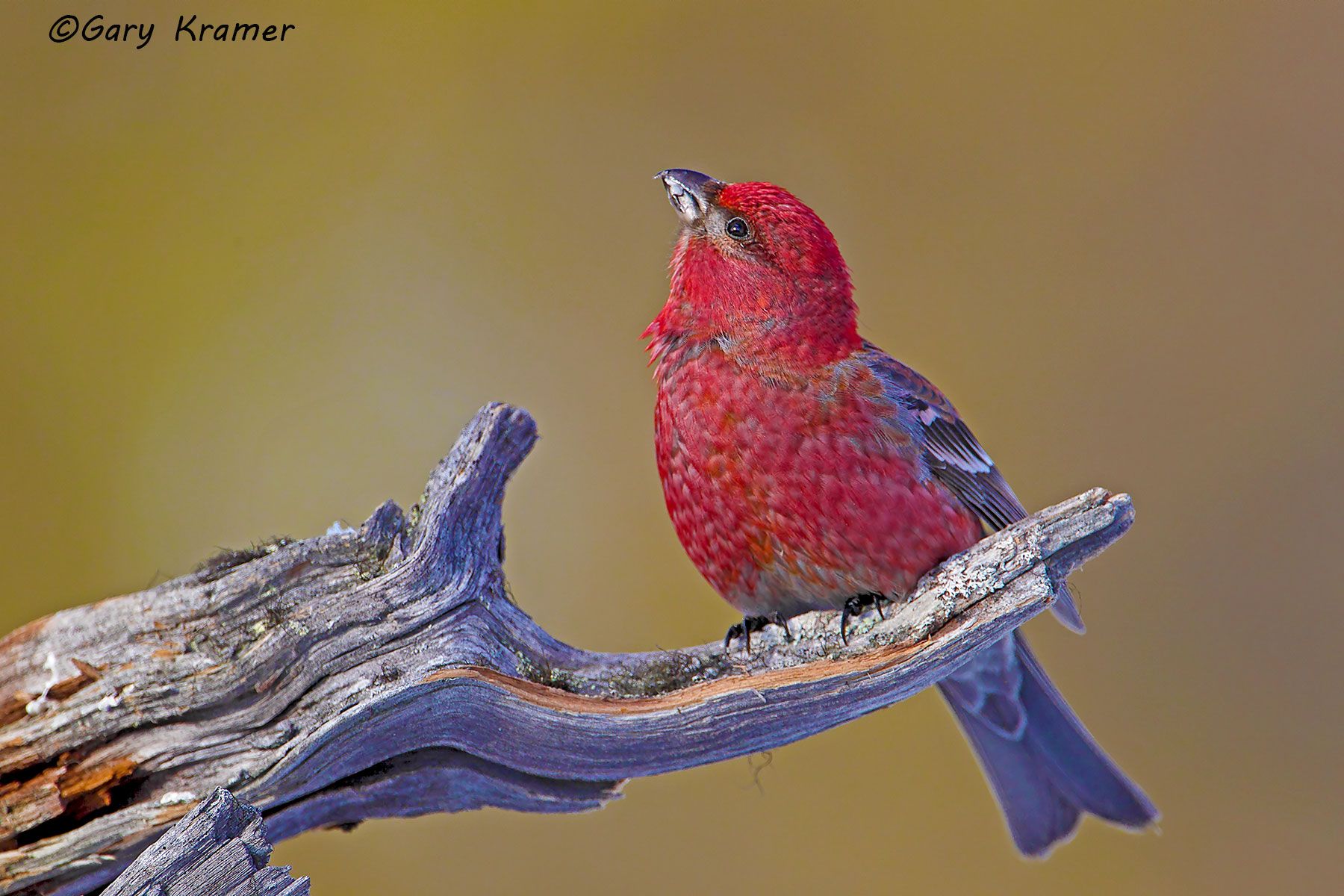 Pine Grosbeak (Pinicola enucleator) Pine Grosbeak (Pinicola enucleator) - NBTGp#094d
