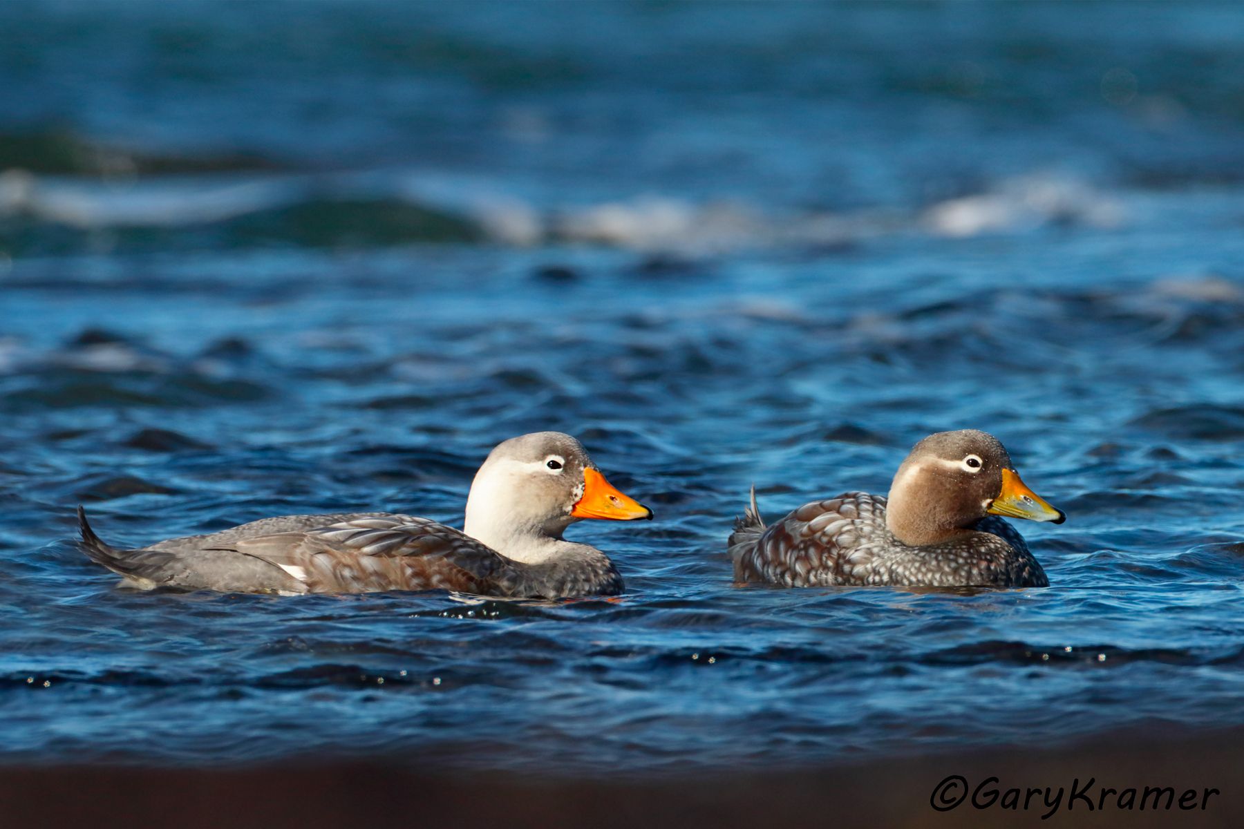 Chubut Steamer Duck (Tachyeres leucocephalus) - SBWSct#268d(2) (Argentina)