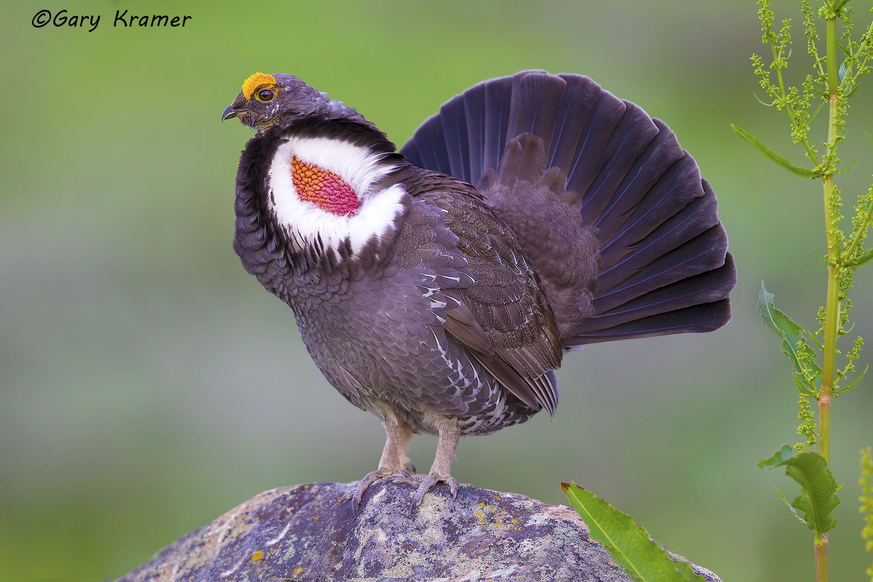 Dusky Grouse (Dendragapus obscurus) near Winthrop Washington by GaryKramer.net, 530-934-3873, gkramer@cwo.com Dusky Grouse (Dendragapus obscurus) - NBGd#281d