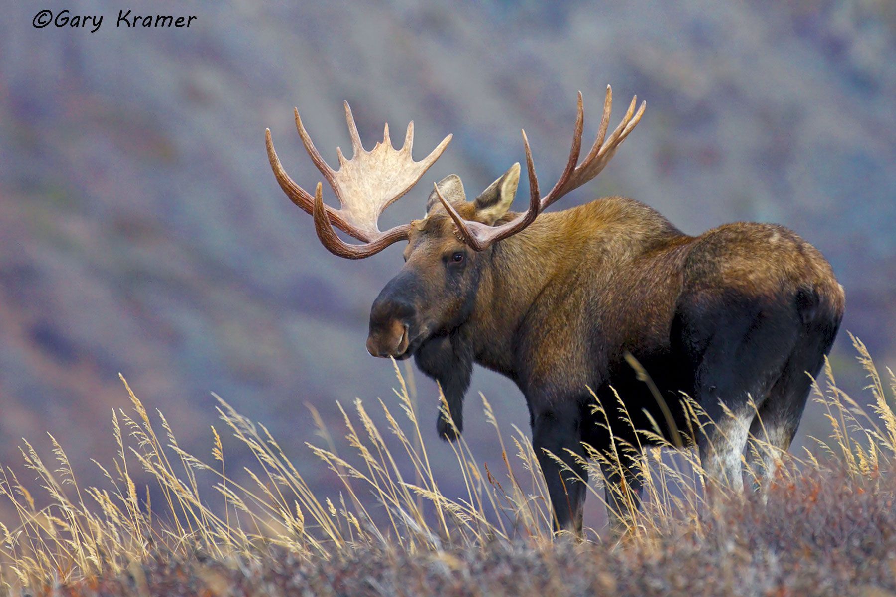Moose (Alces alces) by GaryKramer.net, 530-934-3873, gkramer@cwo.com Moose (Alces alces) - NMM#292d