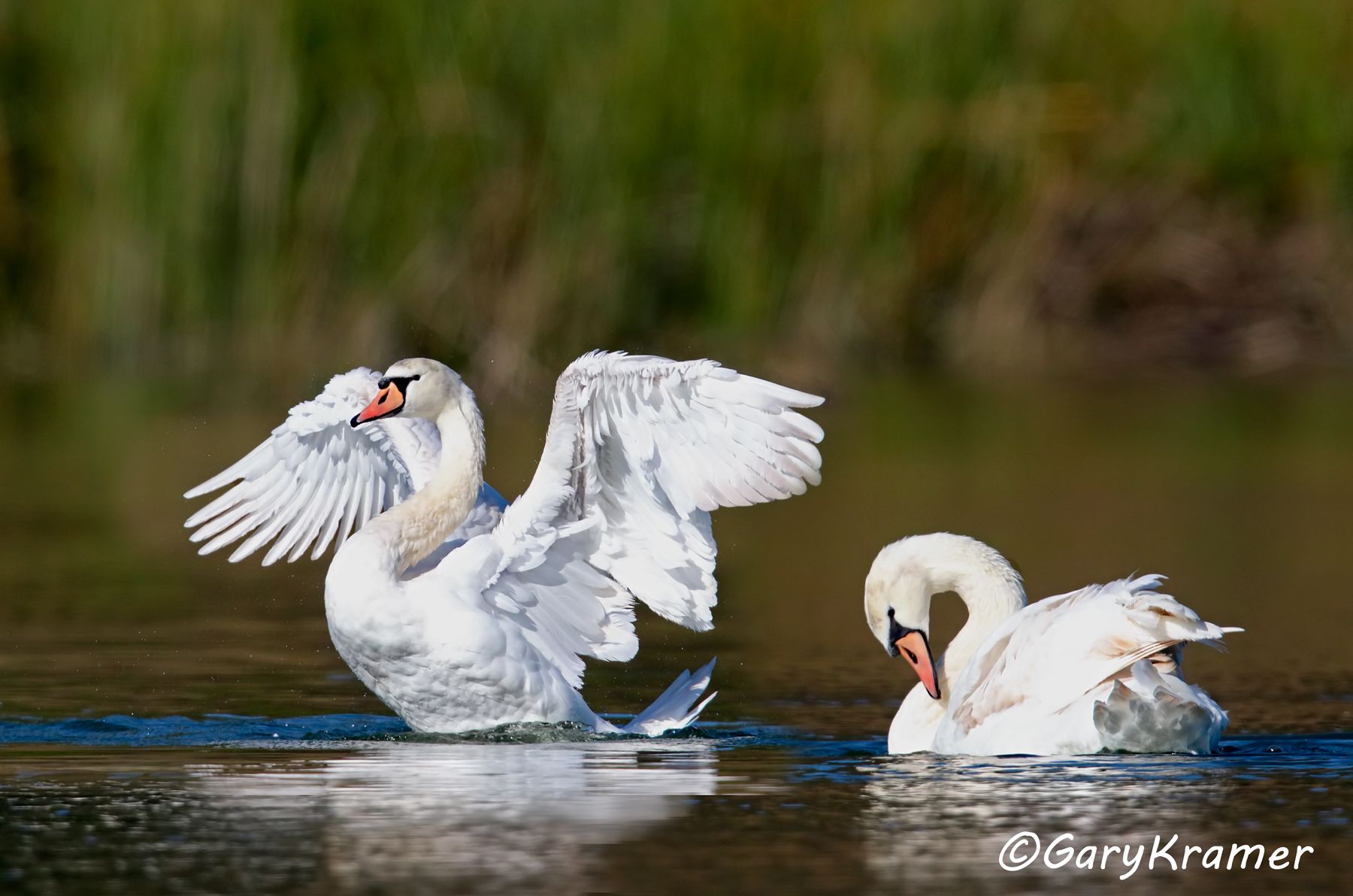 Mute Swan (Cygnus olor)  Mute Swan (Cygnus olor) - EBWSm#054d(2)
