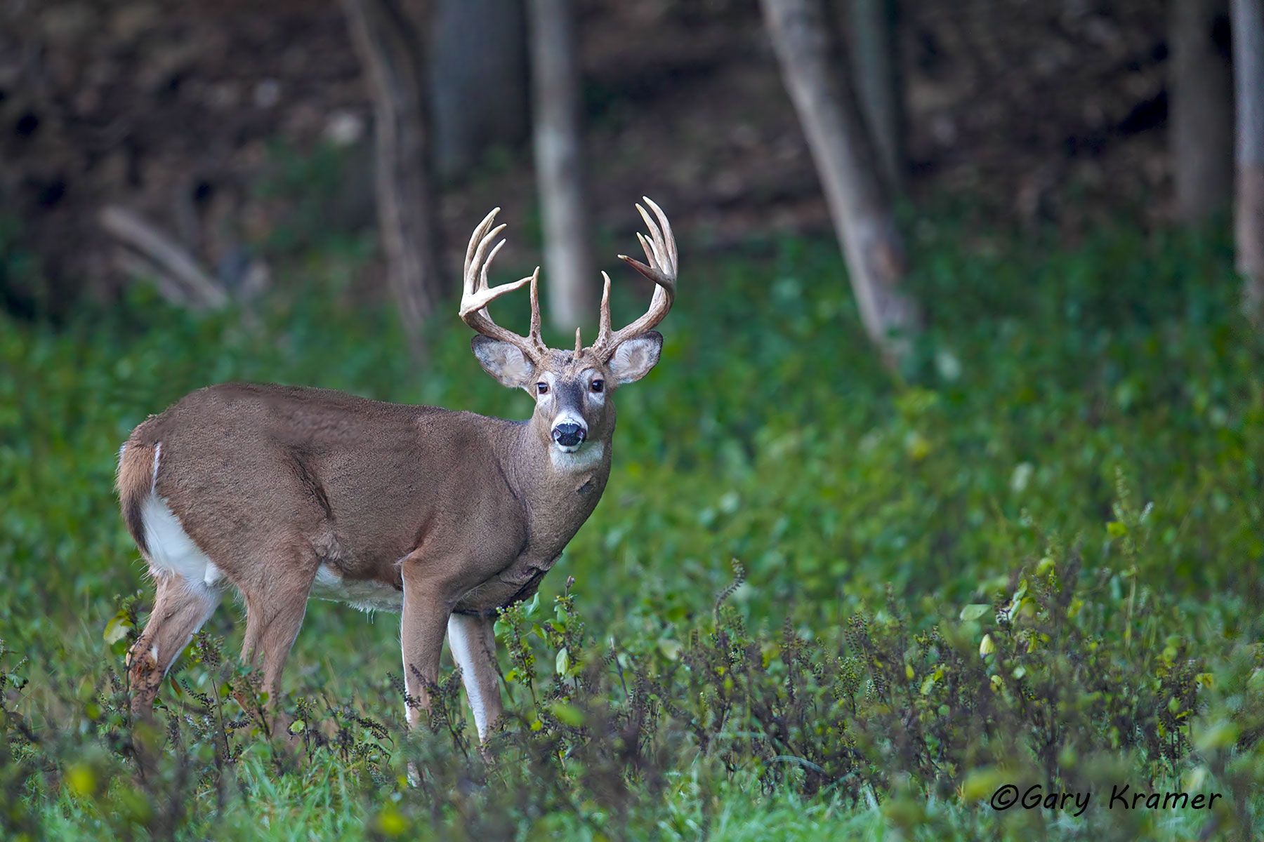 White-tailed Deer (Odocoileus virginianus) by GaryKramer.net, 530-934-3873, gkramer@cwo.com White-tailed Deer (Odocoileus virinianus) - NMDW#932d