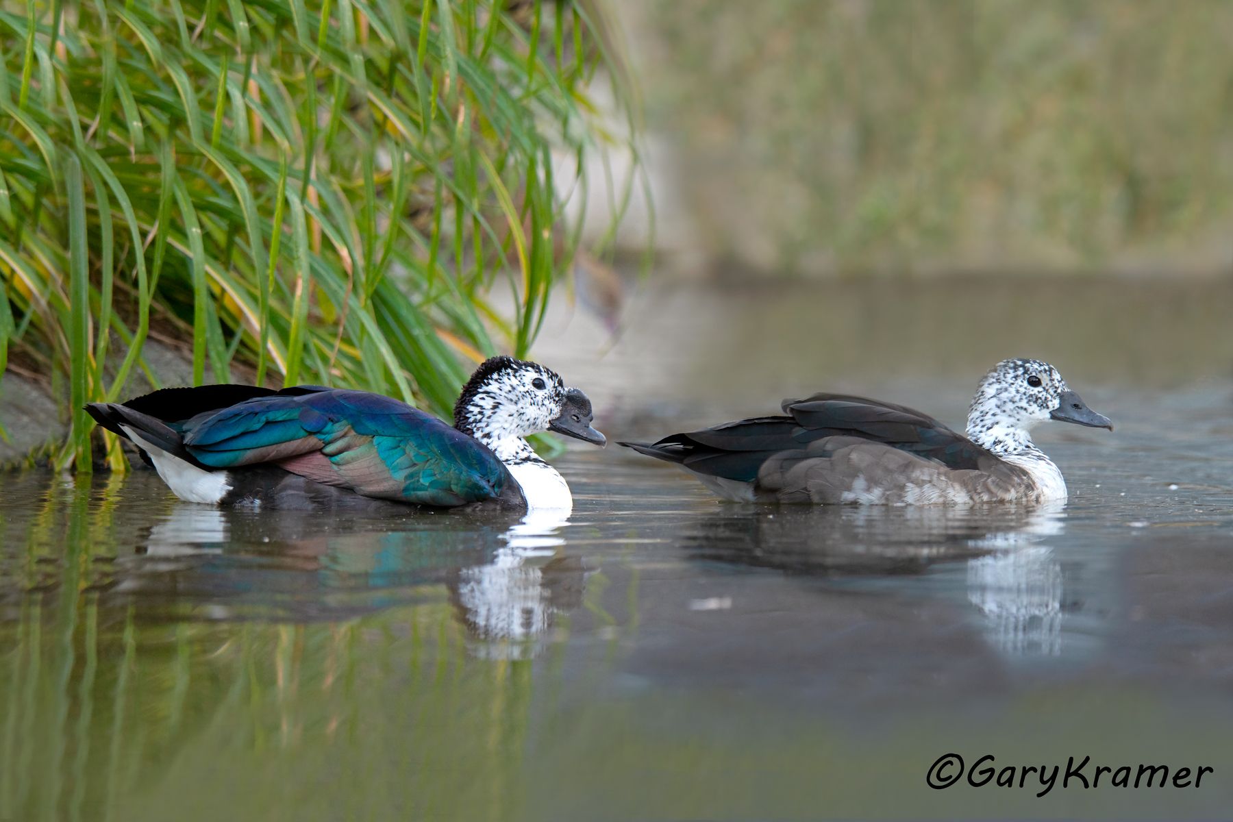 Comb Duck (Sarkidiornis sylvicola) - SBWC#240d(2) (Brazil)