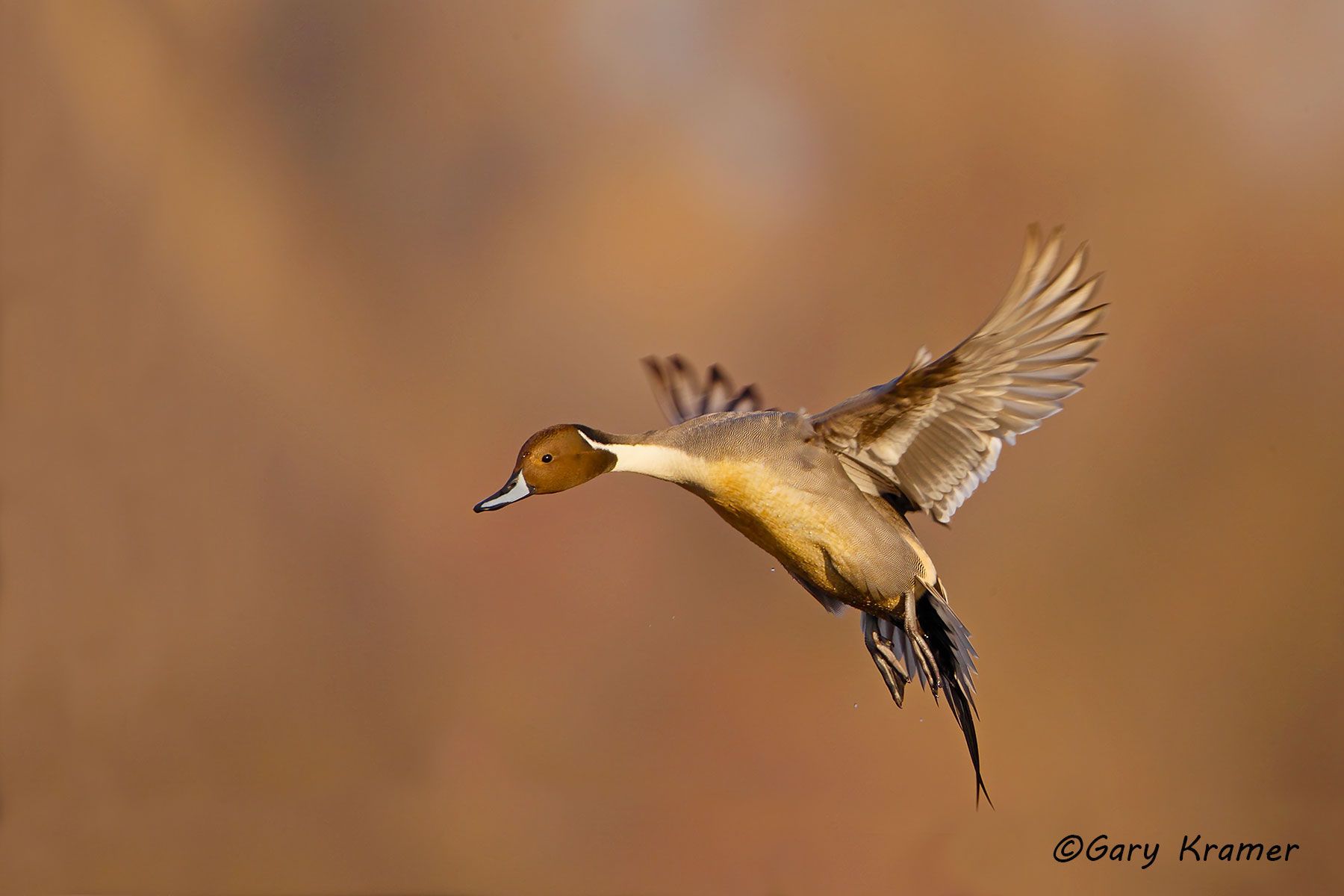 Northern Pintail (Anas acuta)  - NBWP#4000d