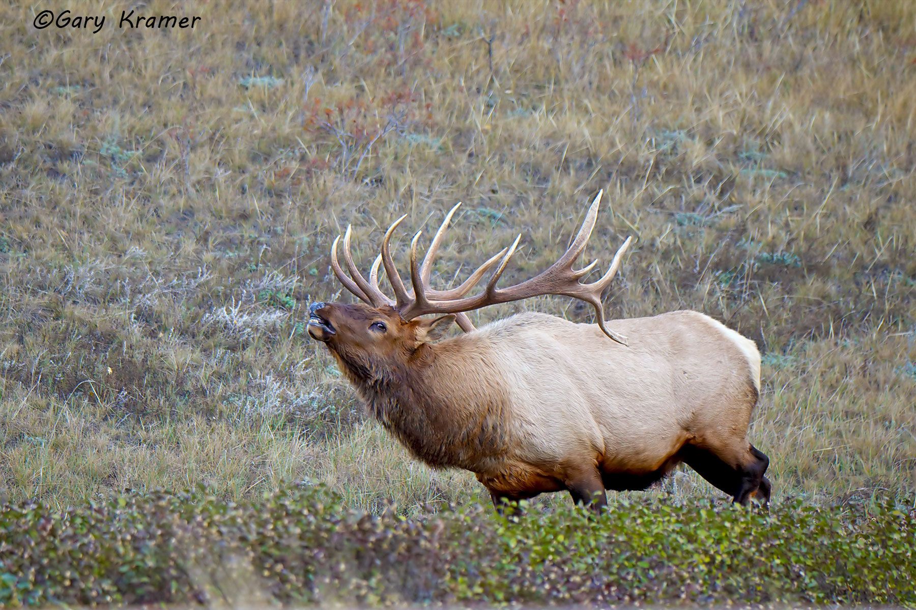 Rocky Mountain Elk (Cervus elaphus nelsoni) - NMERm#2490d