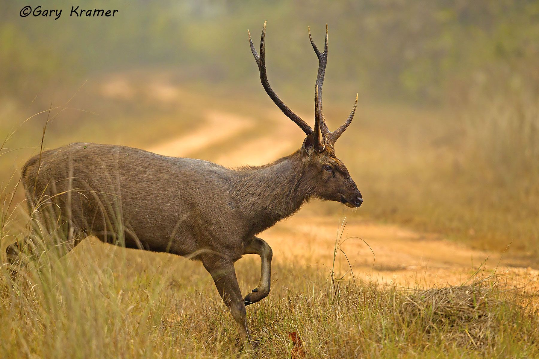 Sambar Deer (Rusa unicolor) Sambar Deer (Rusa unicolor) - IMDs#027d