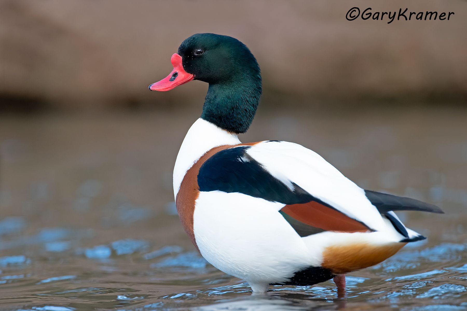 Common Shelduck (Tadorna tadorna)  Common Shelduck (Tadorna tadorna) - EBWSc#068d