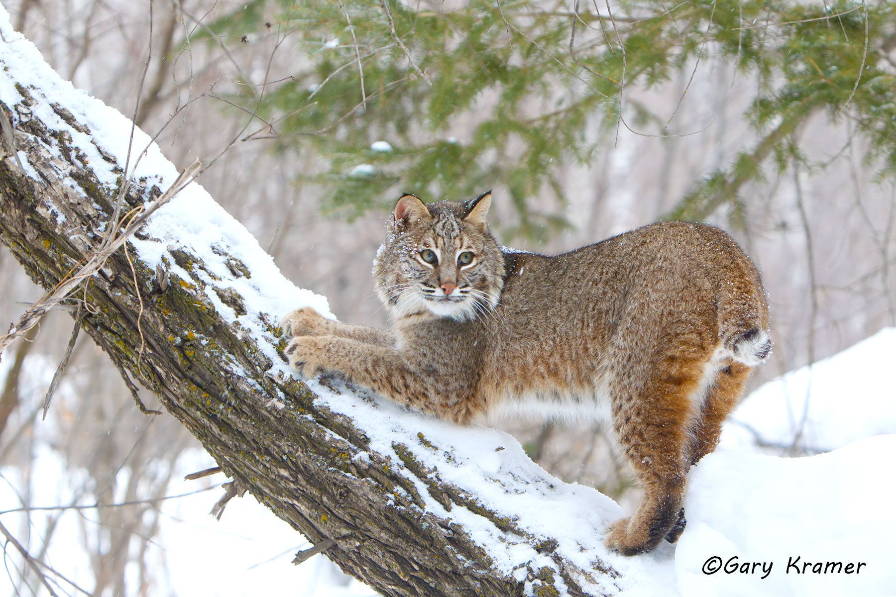 Bobcat (Lynx rufus) by GaryKramer.net, 530-934-3873, gkramer@cwo.com Bobcat (Lynx rufus) - NMCB#294d
