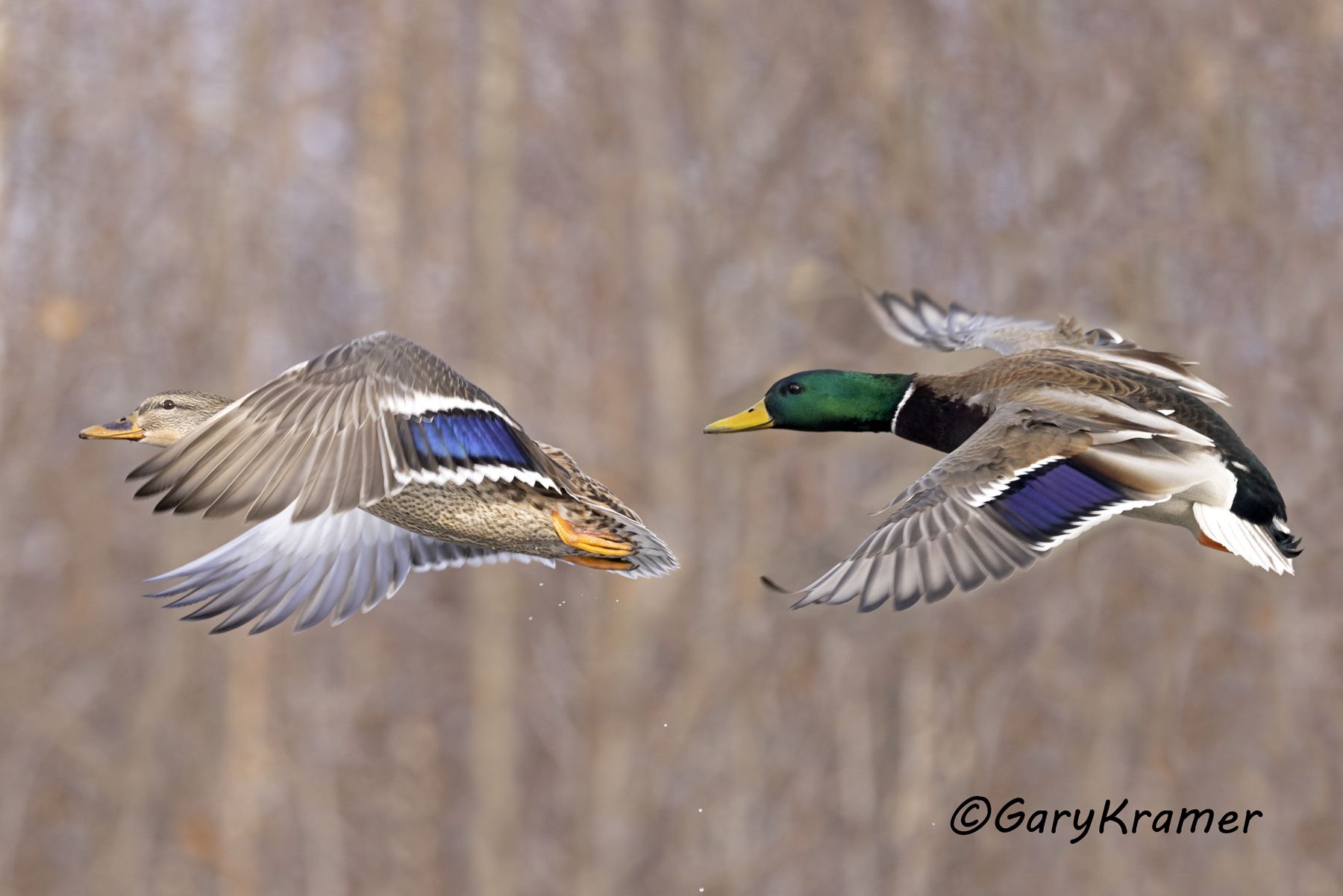 Mallard (Anas platyrhynchos) - NBWM#4991d(2)