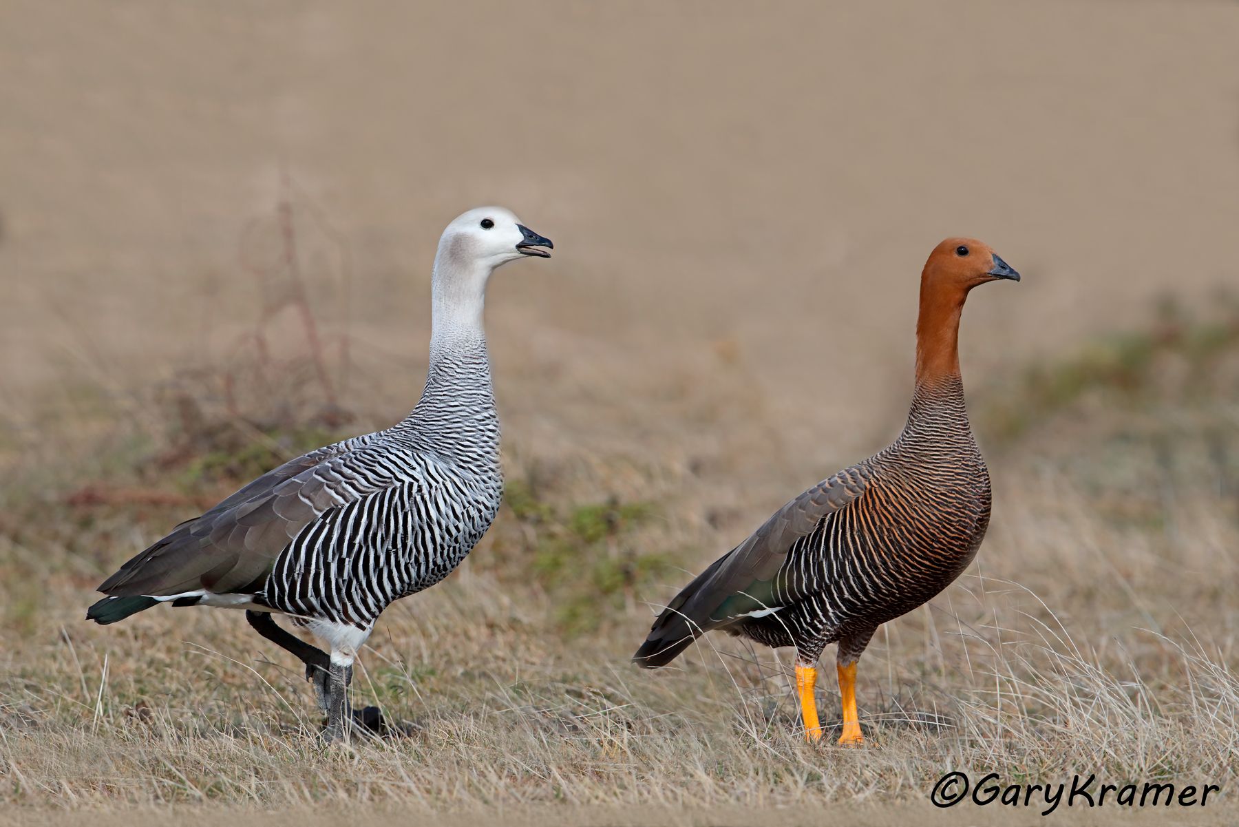 Upland Goose (Chloephaga picta) - SBWG#254d(2) (Chile)