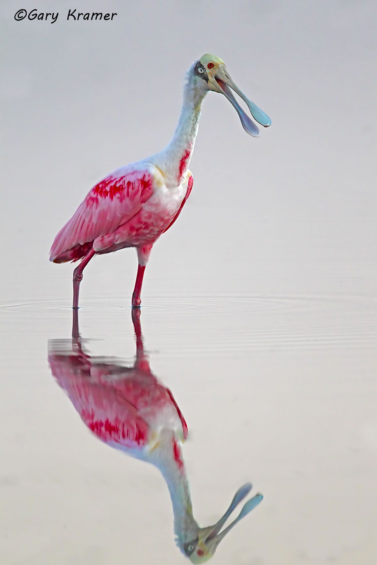 Roseate Spoonbill (Ajaia ajaia) Roseate Spoonbill (Ajaia ajaia) - NBSb#046d