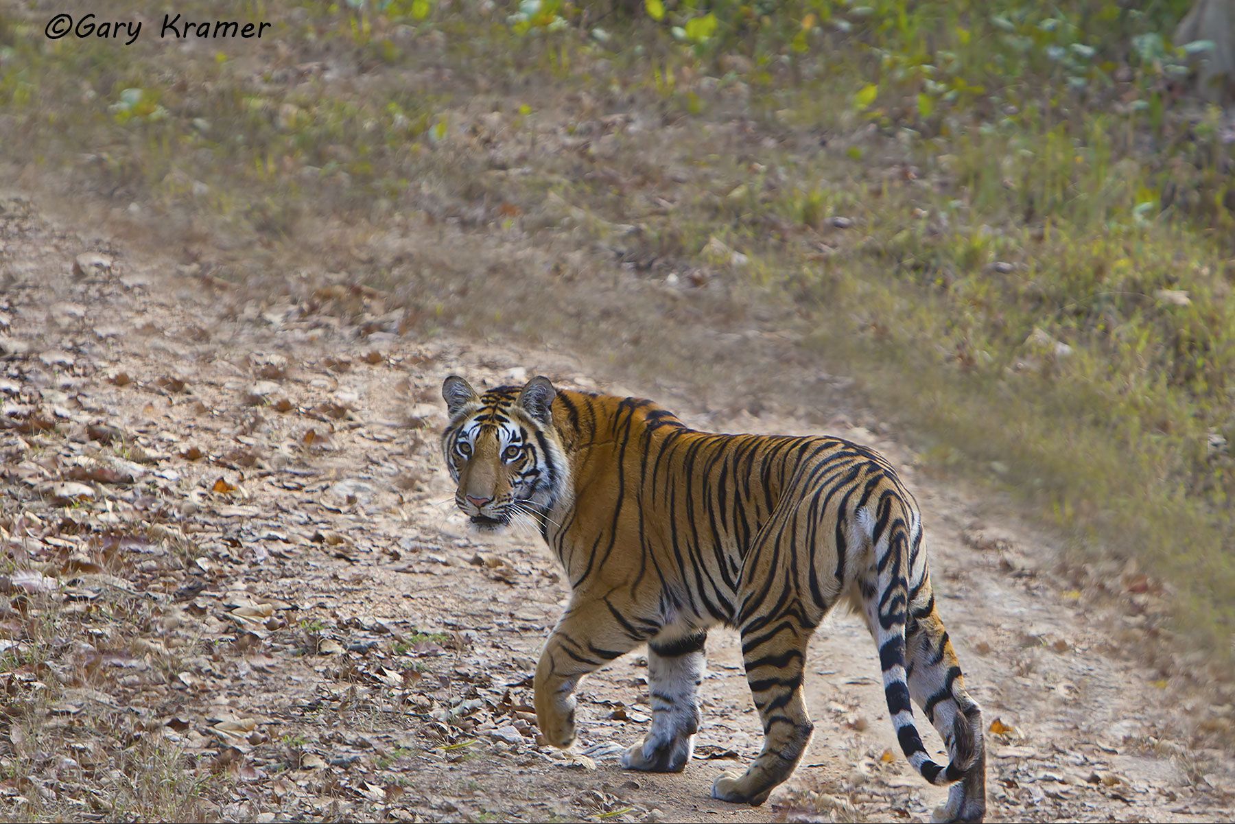 Tiger (Bengal) (Panthera tigrus tigrus) - AMTb#230d