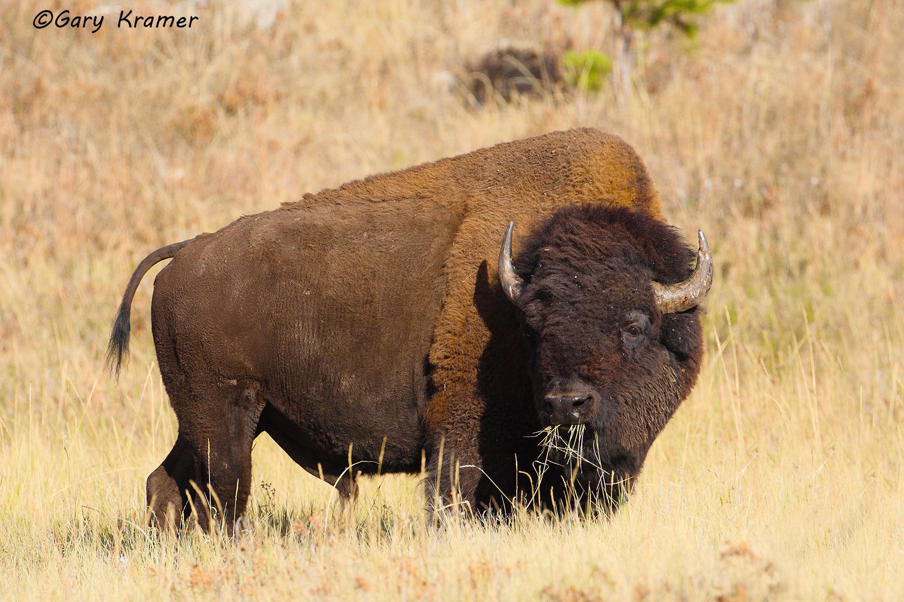 Plains Bison (Bison bison bison) - NMB#136d