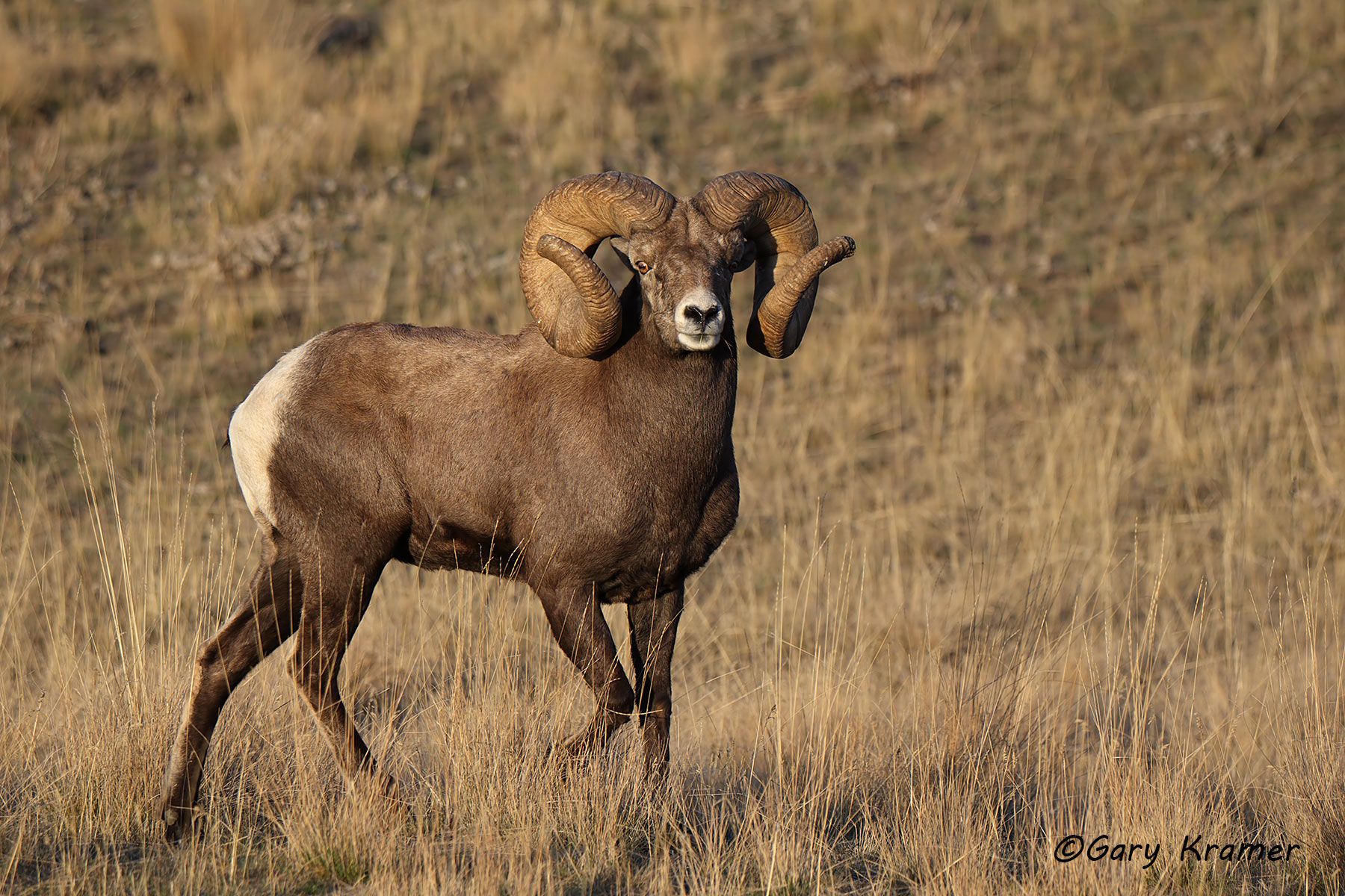 Rocky Mountain Bighorn (Ovis canadensis canadensis) by GaryKramer.net, 530-934-3873, gkramer@cwo.com Rocky Mountain Bighorn (Ovis canadensis canadensis) - NMSBr#1756d