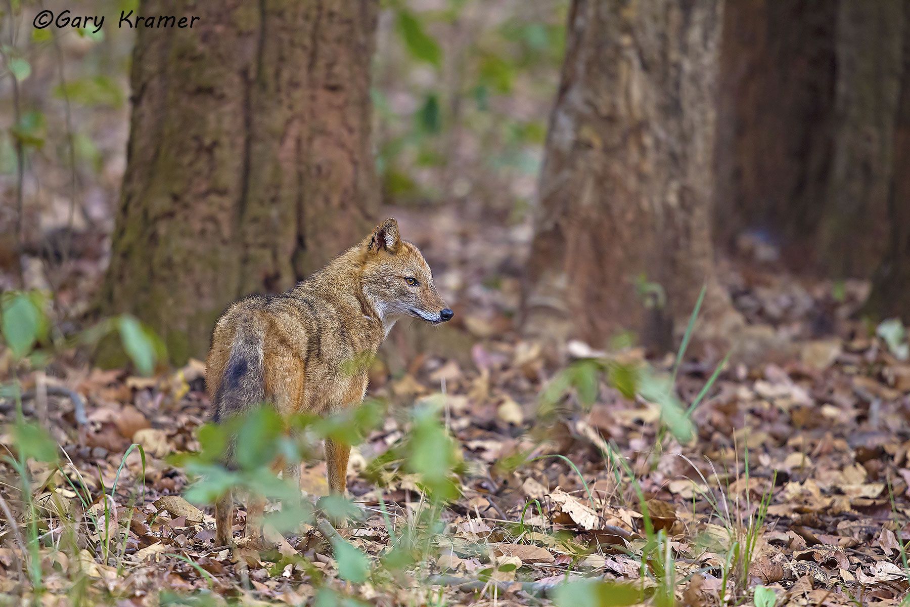 Indian Jackal (Canis aureus indicus) Indian Jackal (Canis aureus indicus) - IMJ#010d