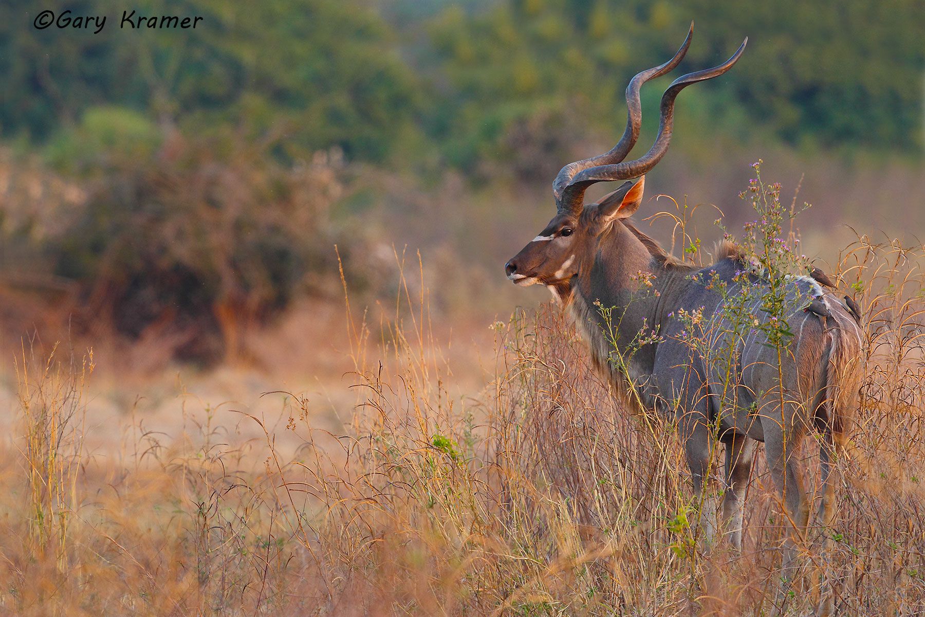 Greater Kudu (Tragelaphus strepsiceros) Greater Kudu (Tragelaphus strepsiceros) - AMUK#357d