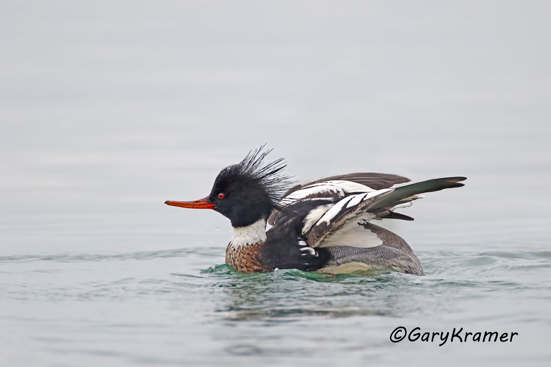 Red-breasted Merganser (Mergus serrator) - NBWMr#139d(2)