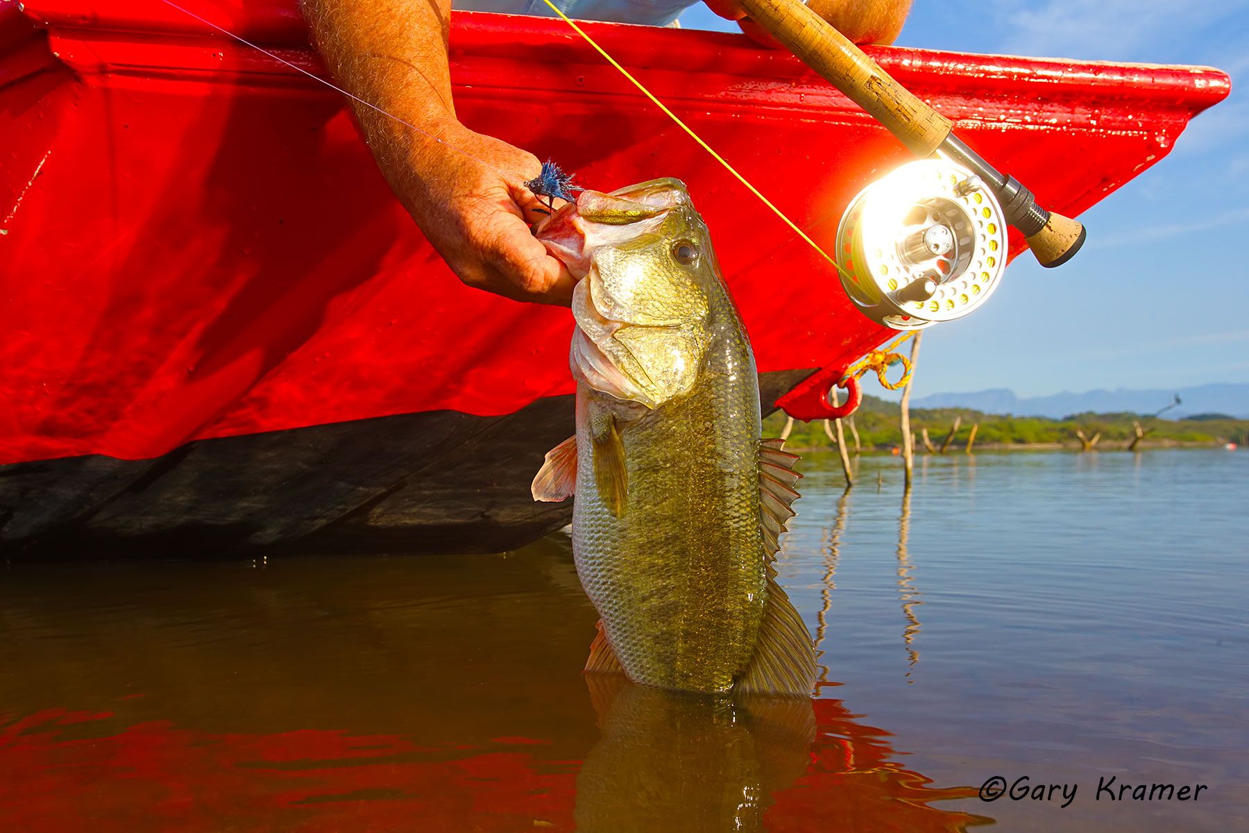 Largemouth Bass w/ flyfishing tackle - NFFBft#117d