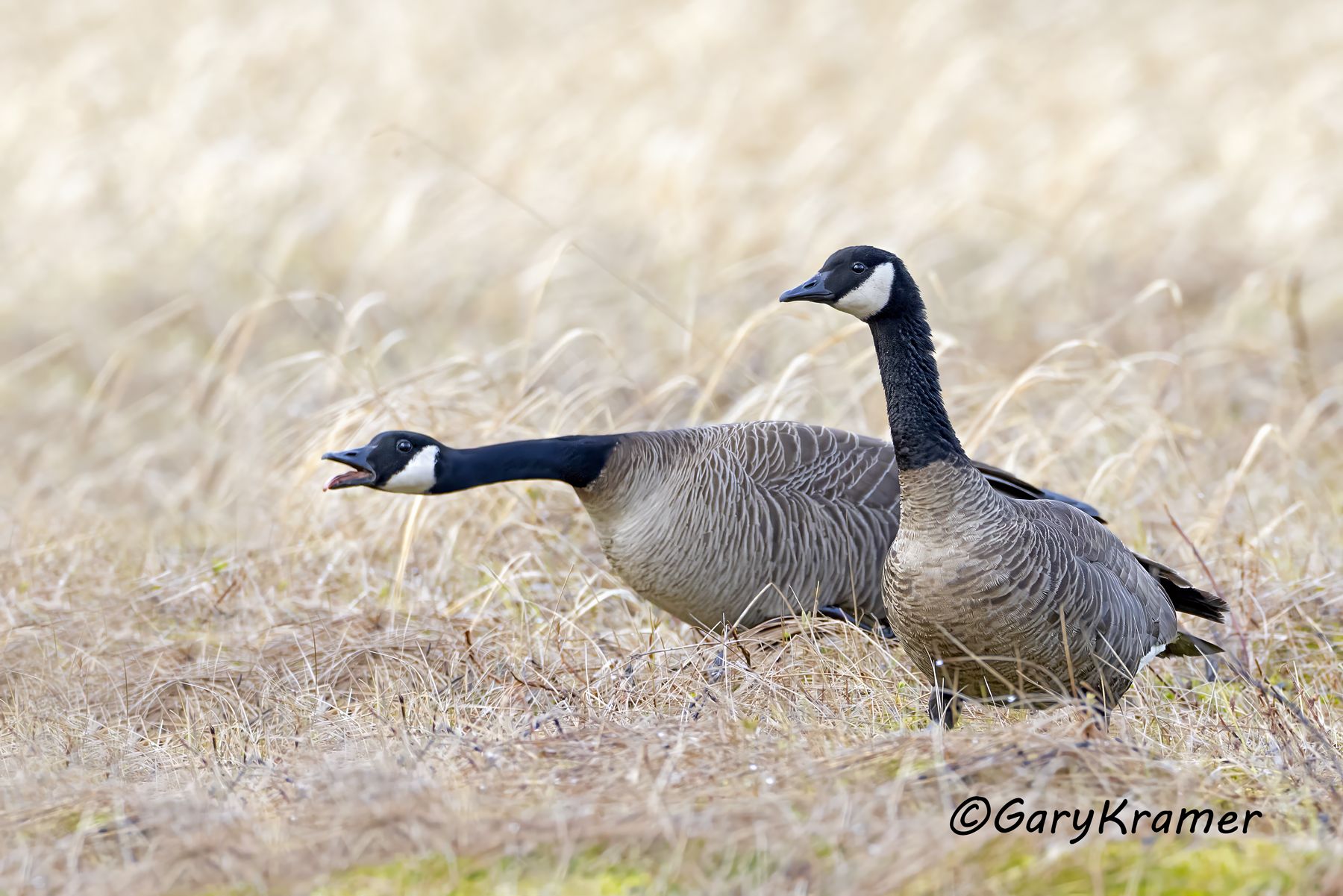 Canada Goose (Dusky) (Branta canadensis occidentalis) - NBWCd#082d