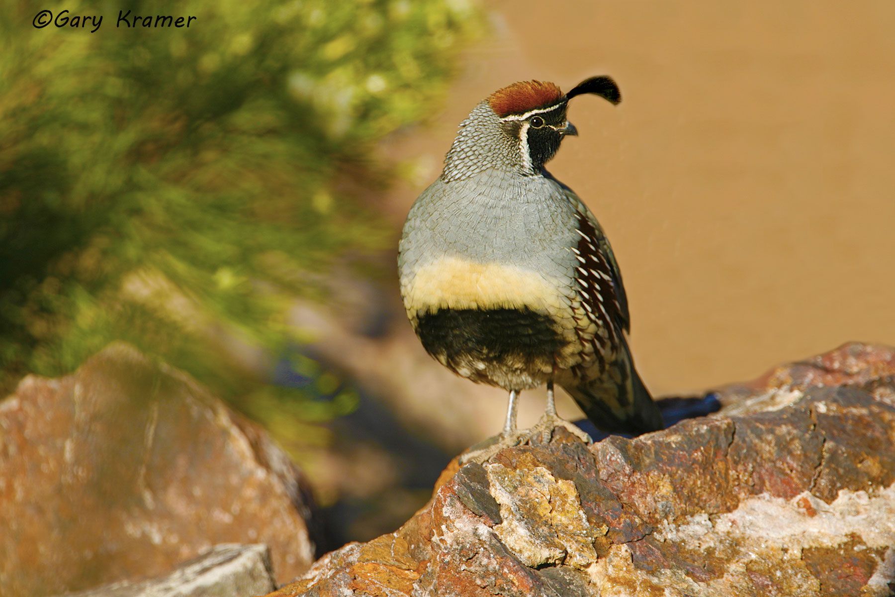 Gambel's Quail (Callipepla gambelii) Gambel's Quail (Callipepla gambelii) - NBGQg#170d