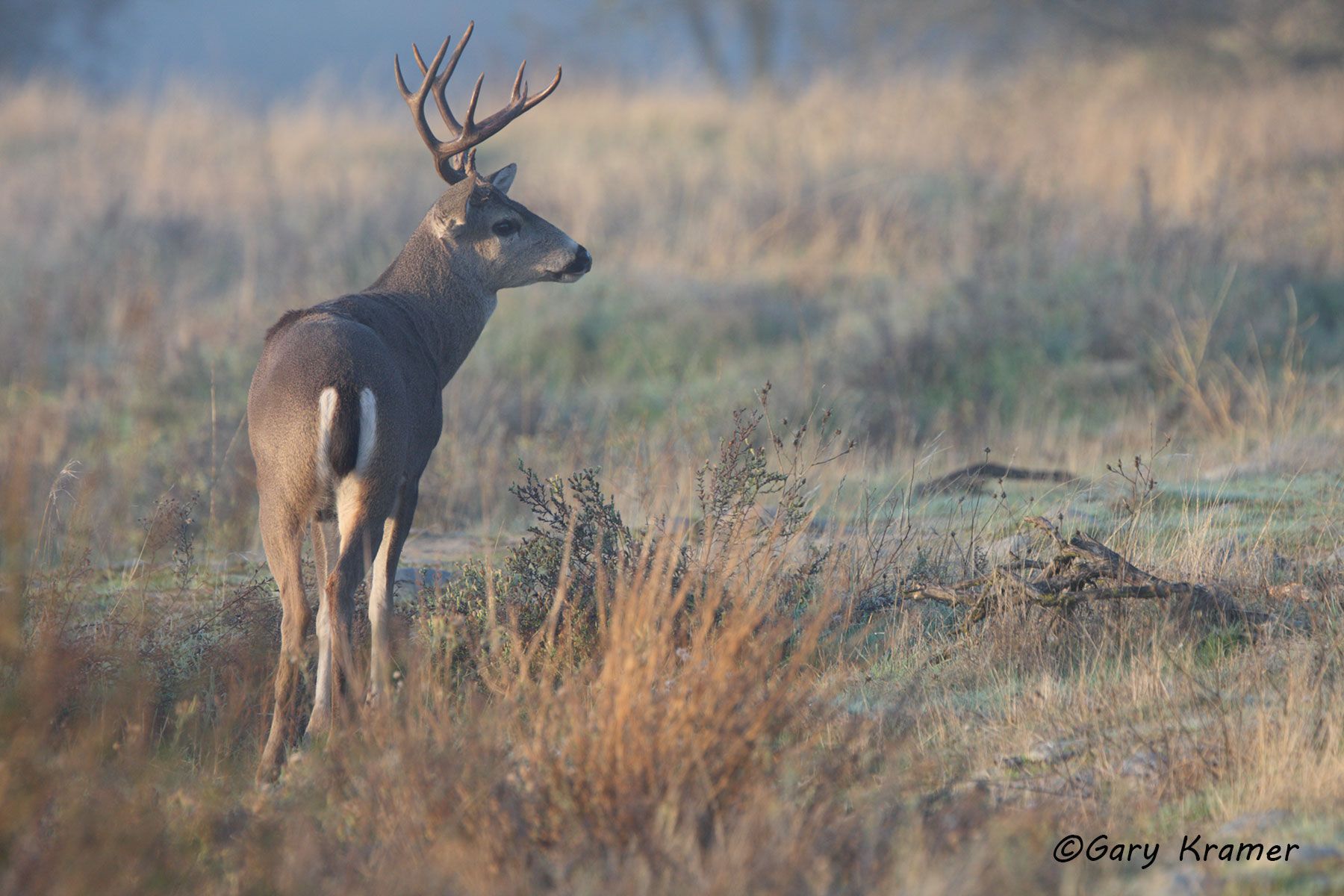 Black-tailed Deer (Odocoileus hemionus columbianus) by GaryKramer.net, 530-934-3873, gkramer@cwo.com Black-tailed Deer (Odocoileus h. columbianus) - NMDB#406d