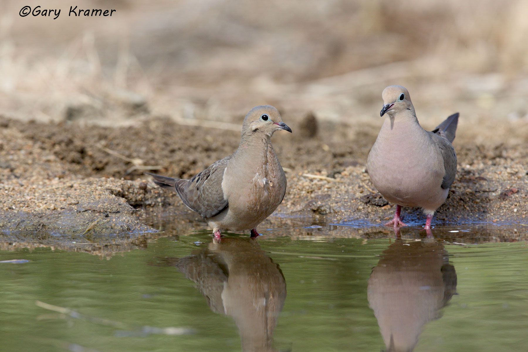 Mourning Dove (Zenaida macroura) - NBDM##328