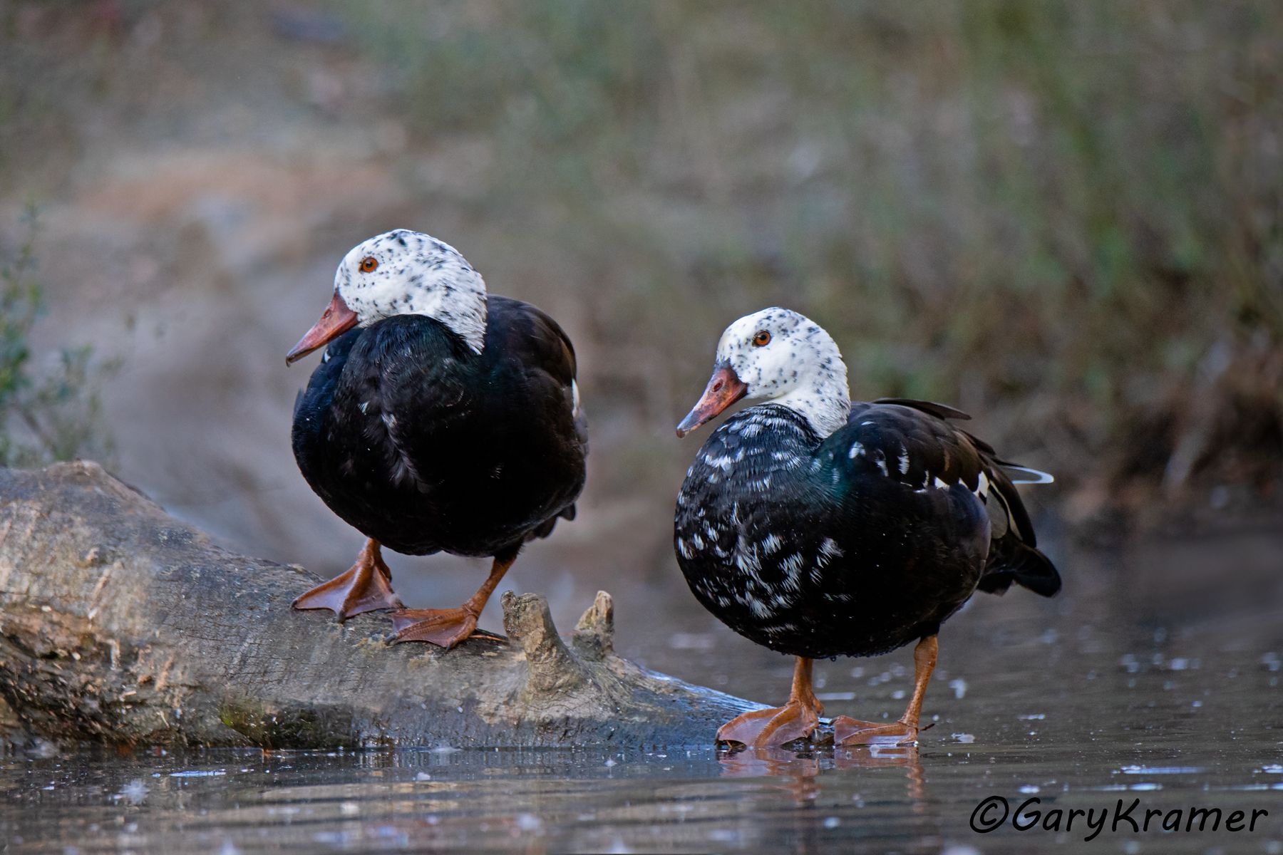 White-winged Duck (Asarcornis scutulata)  White-winged Duck (Asarcornis scutulata) - EBWAs#068d(2)